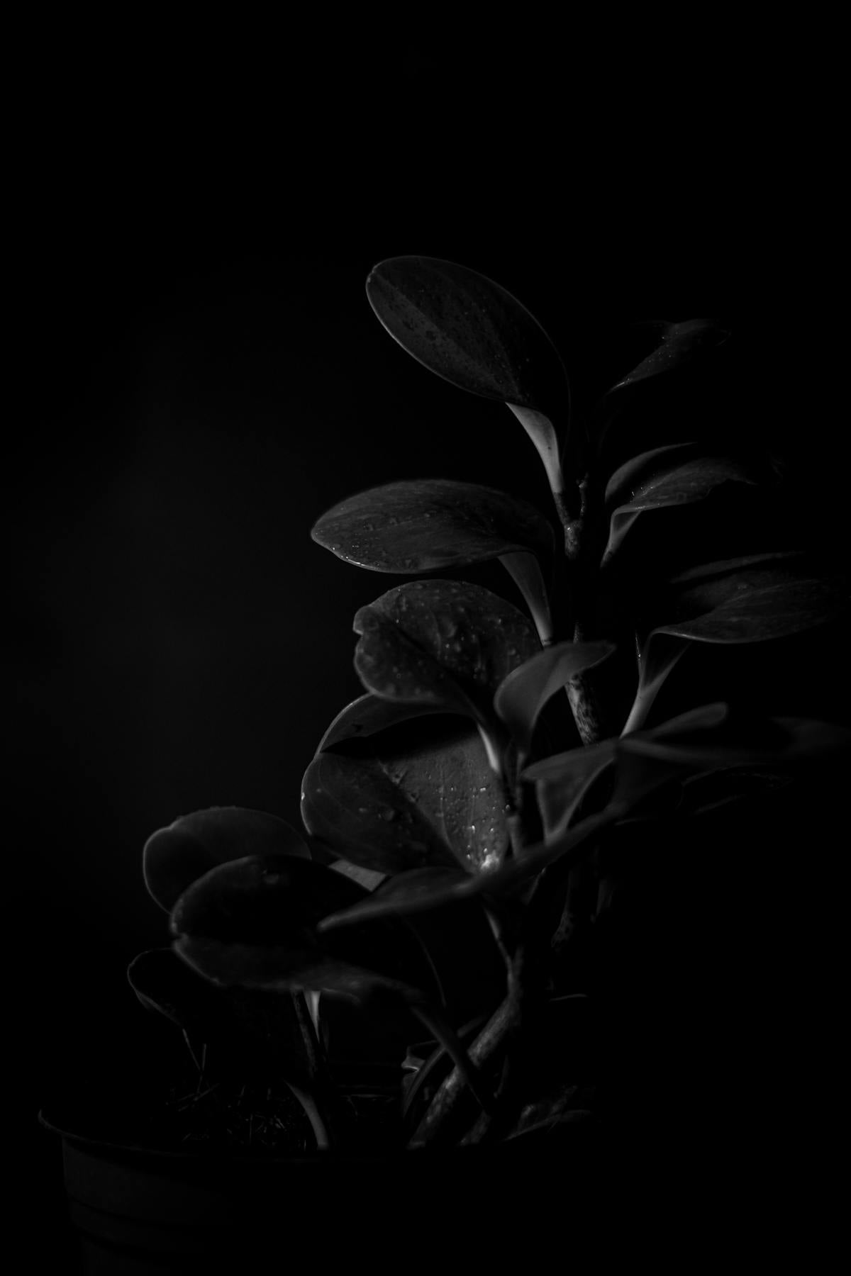 A striking monochrome close-up of Peperomia obtusifolia leaves against a dark background.