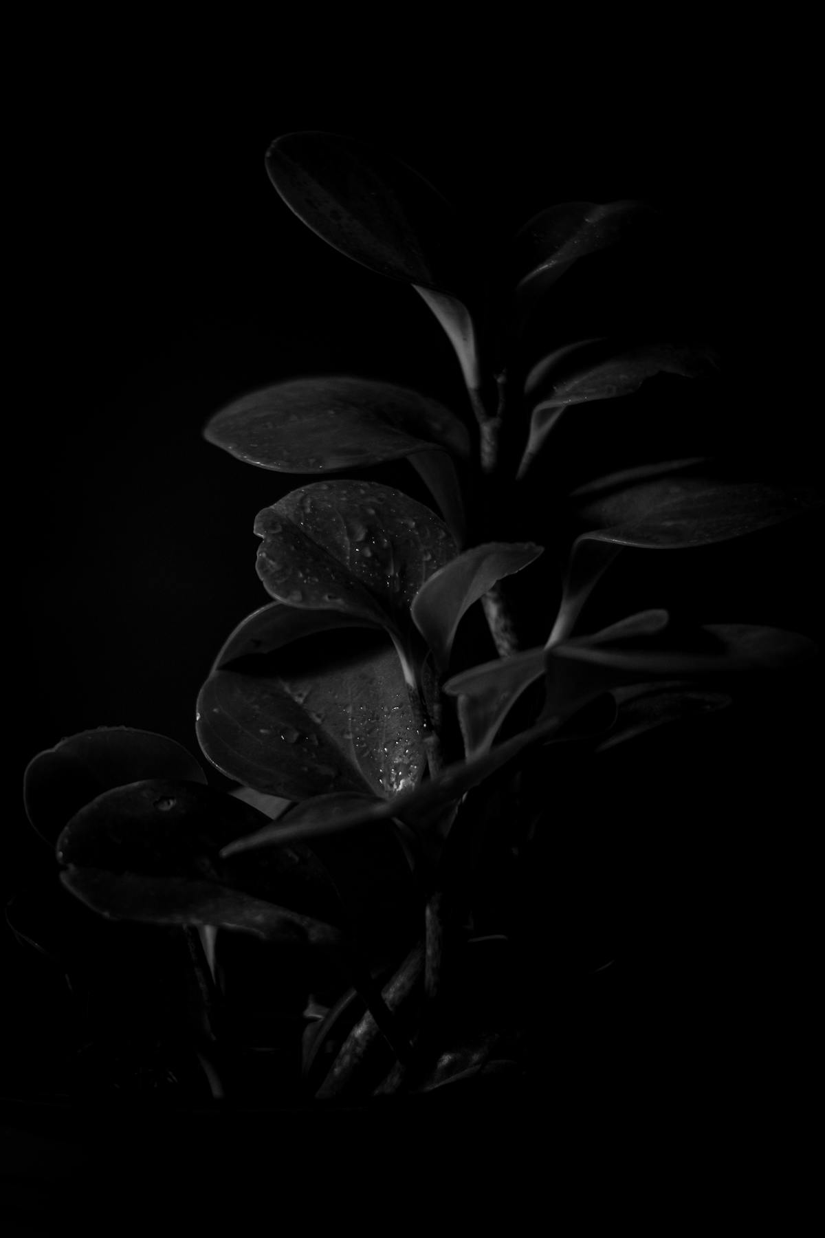 Artistic black and white close-up of wet Peperomia obtusifolia leaves