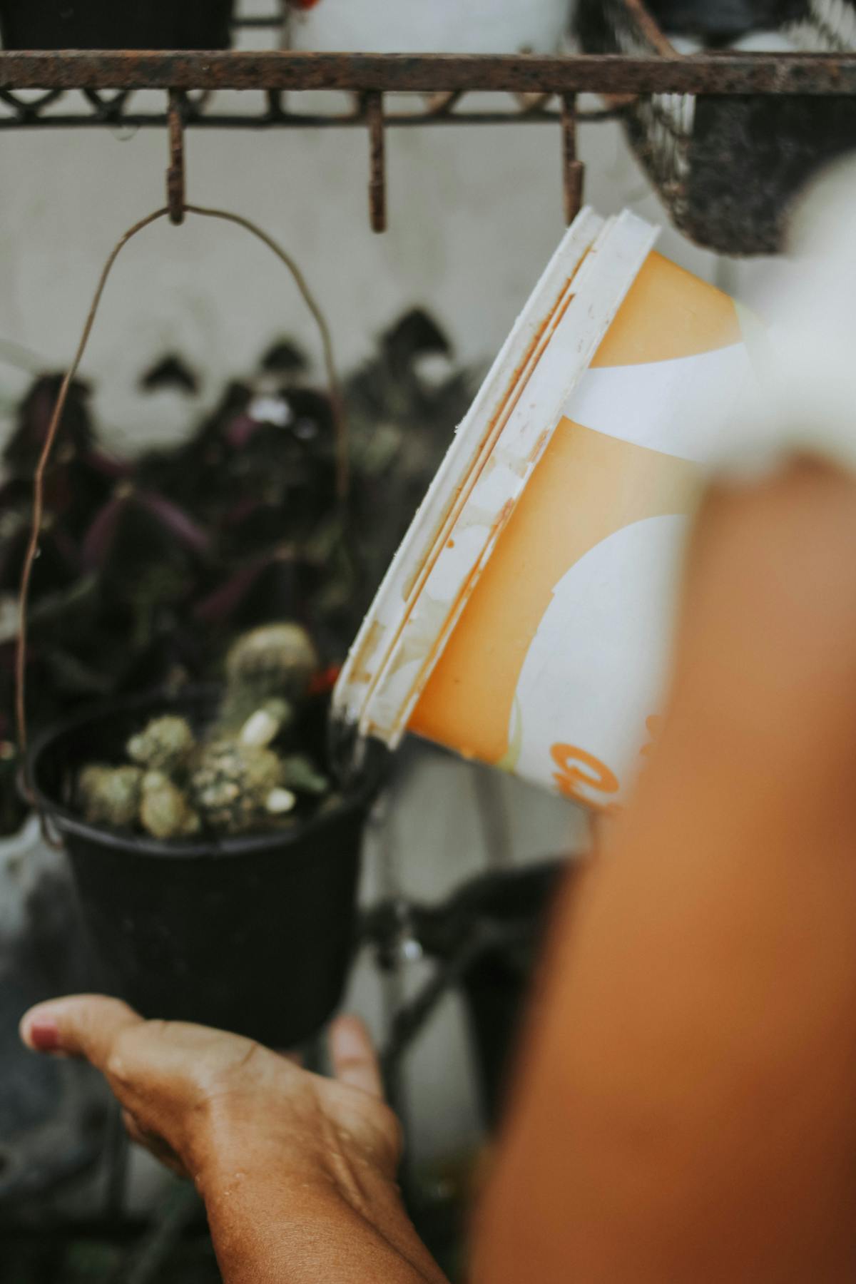 Person watering plants in a garden with a bucket