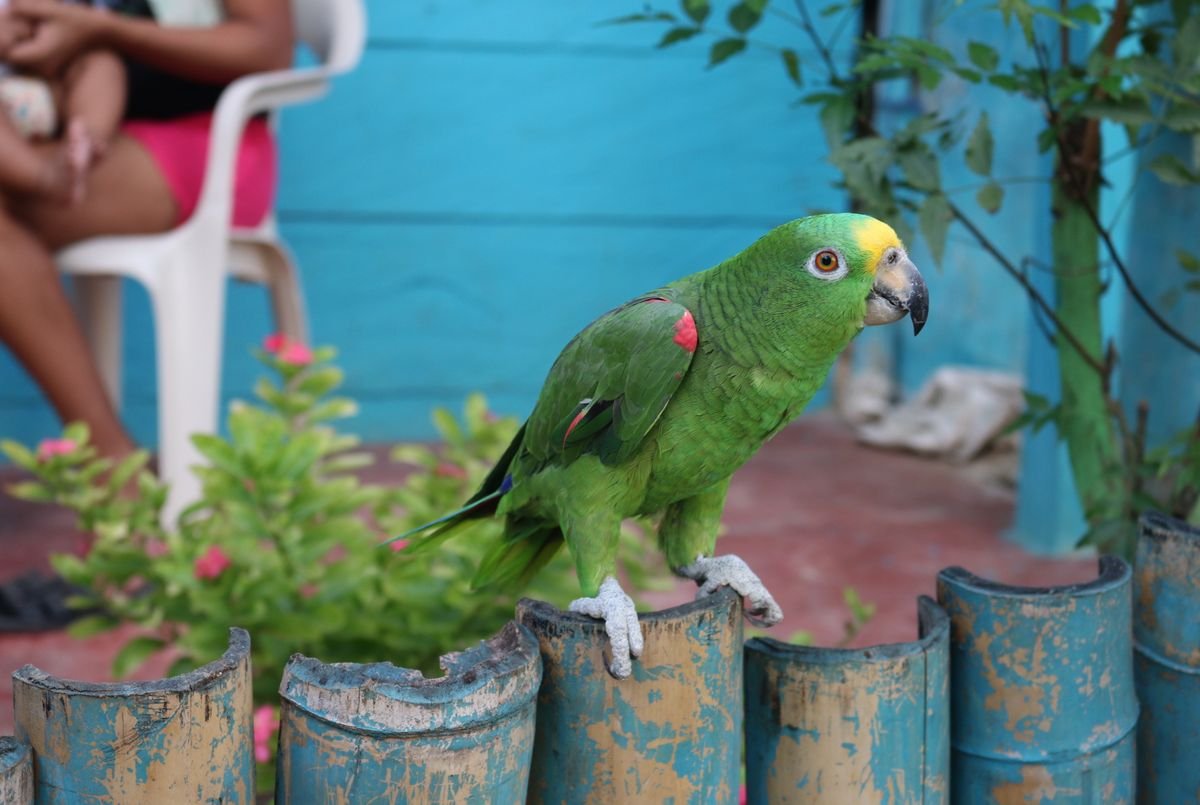 Is Peperomia Safe for Birds and Reptiles?