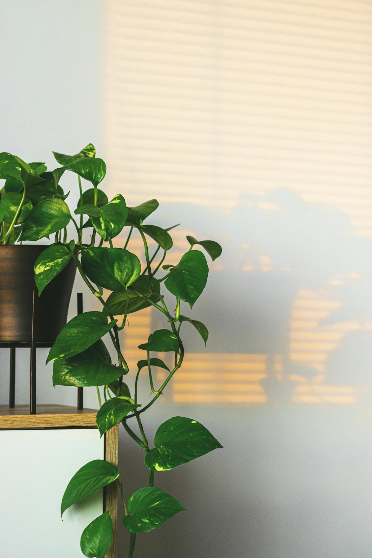 Trailing Pothos vine against a sunlit white wall — the cascading vining habit that requires a hanging basket or climbing support, distinct from the upright Peperomia obtusifolia profile
