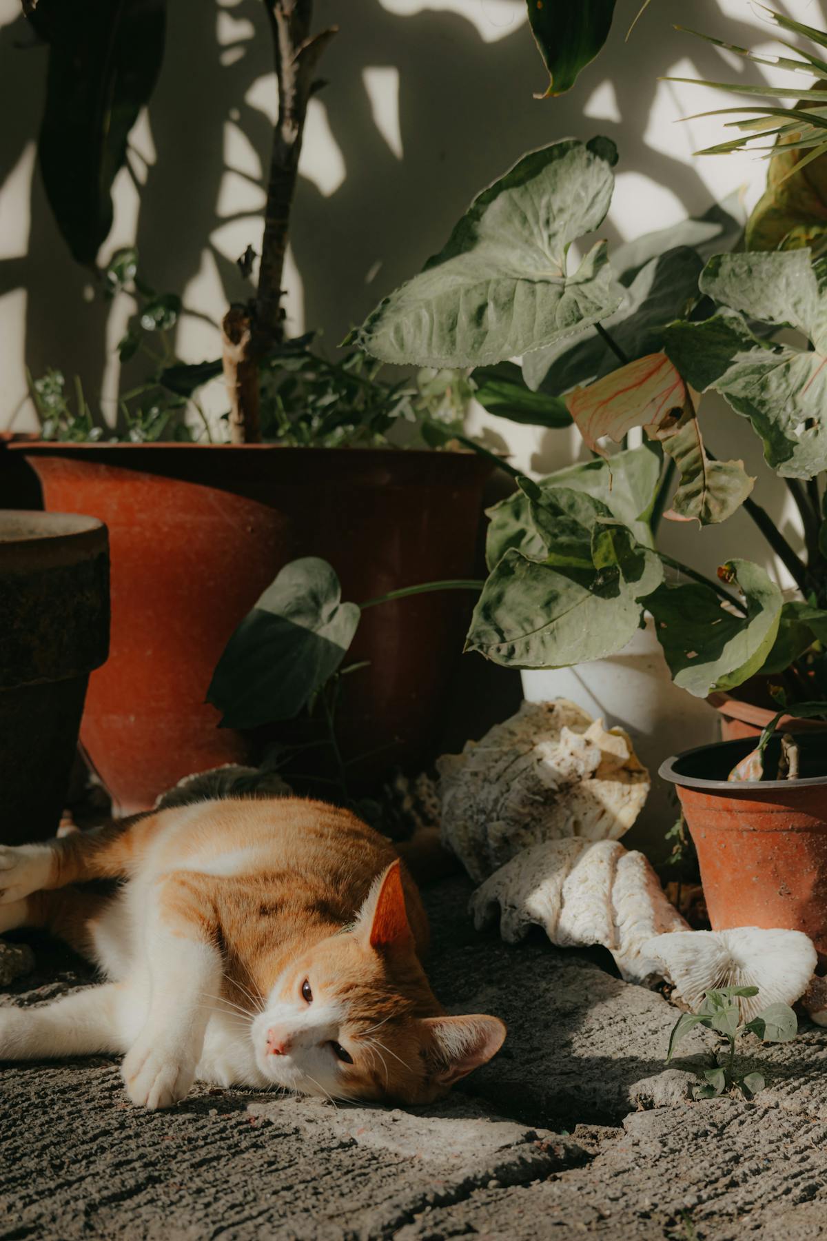 Is Peperomia obtusifolia Toxic to Cats? A Scientific Safety Guide