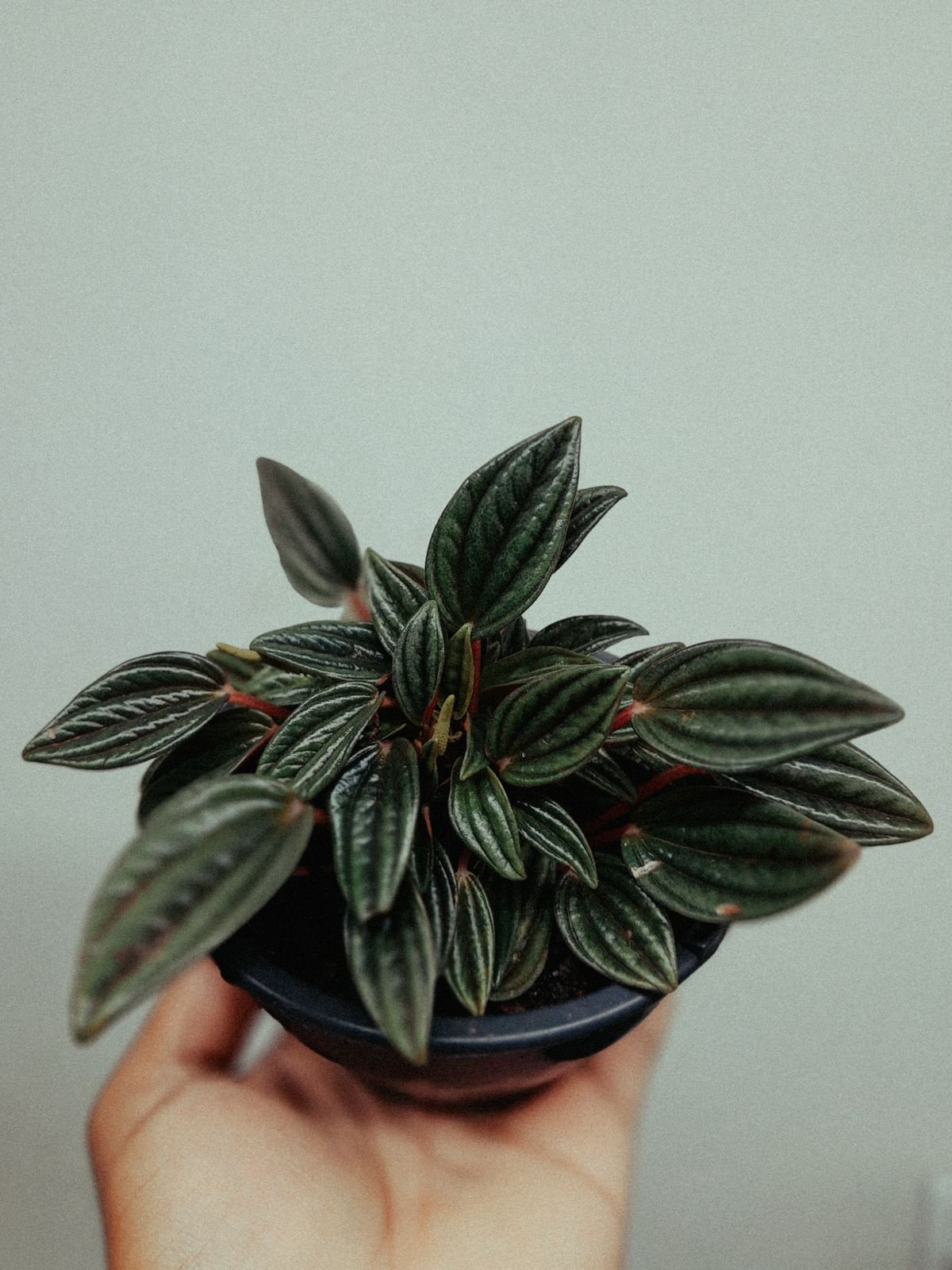 Hand holding a vibrant peperomia plant showing compact new foliar growth