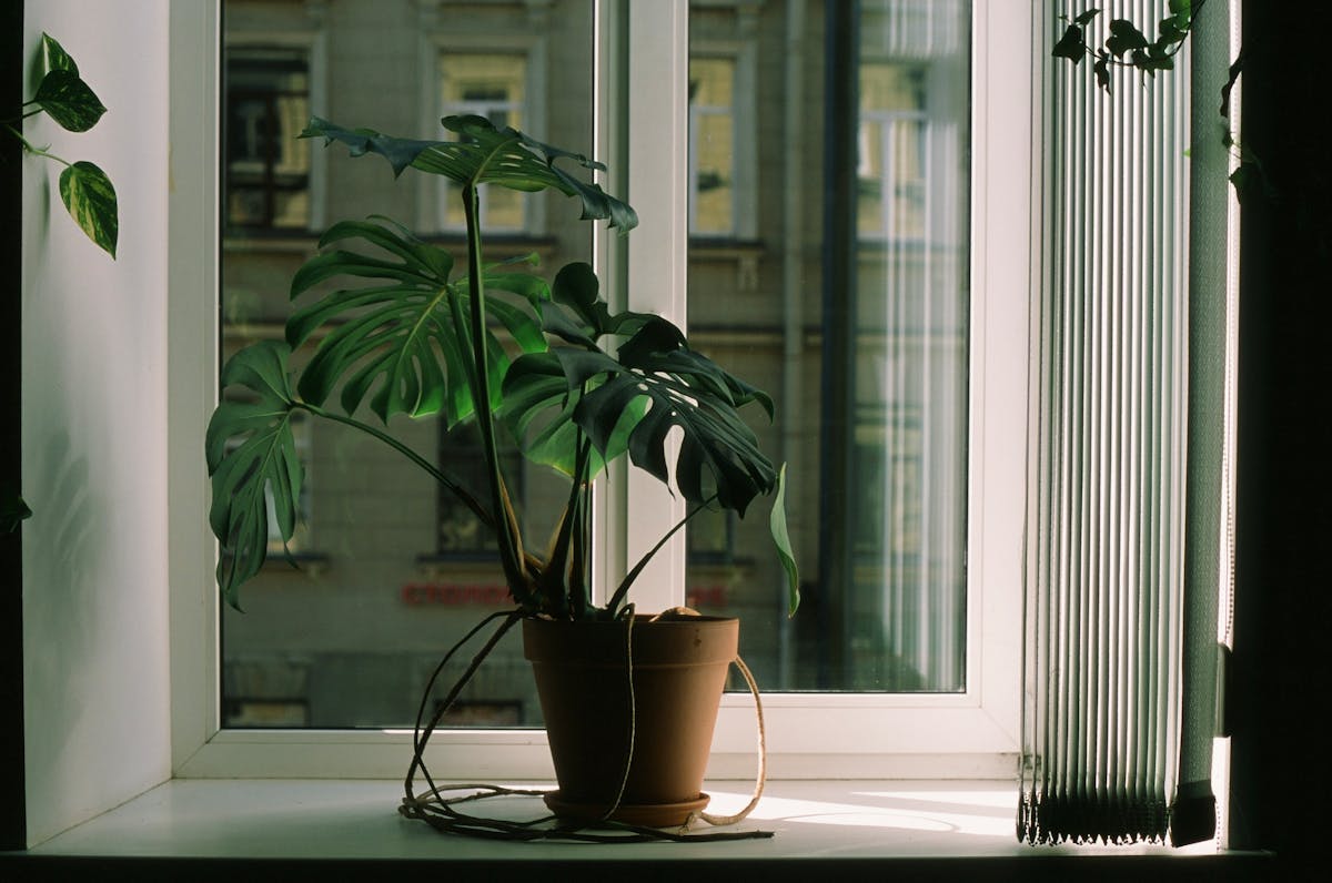 Best Window Direction for Peperomia Obtusifolia: The Science of Photons