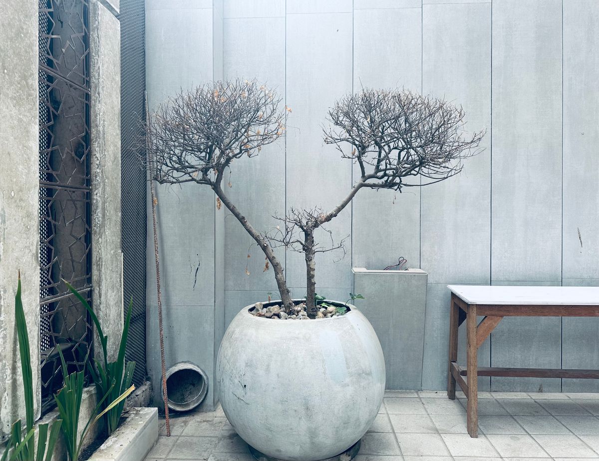 A bare-stemmed plant in a pot illustrating the appearance of a Peperomia after severe leaf drop — recoverable if the stem remains firm