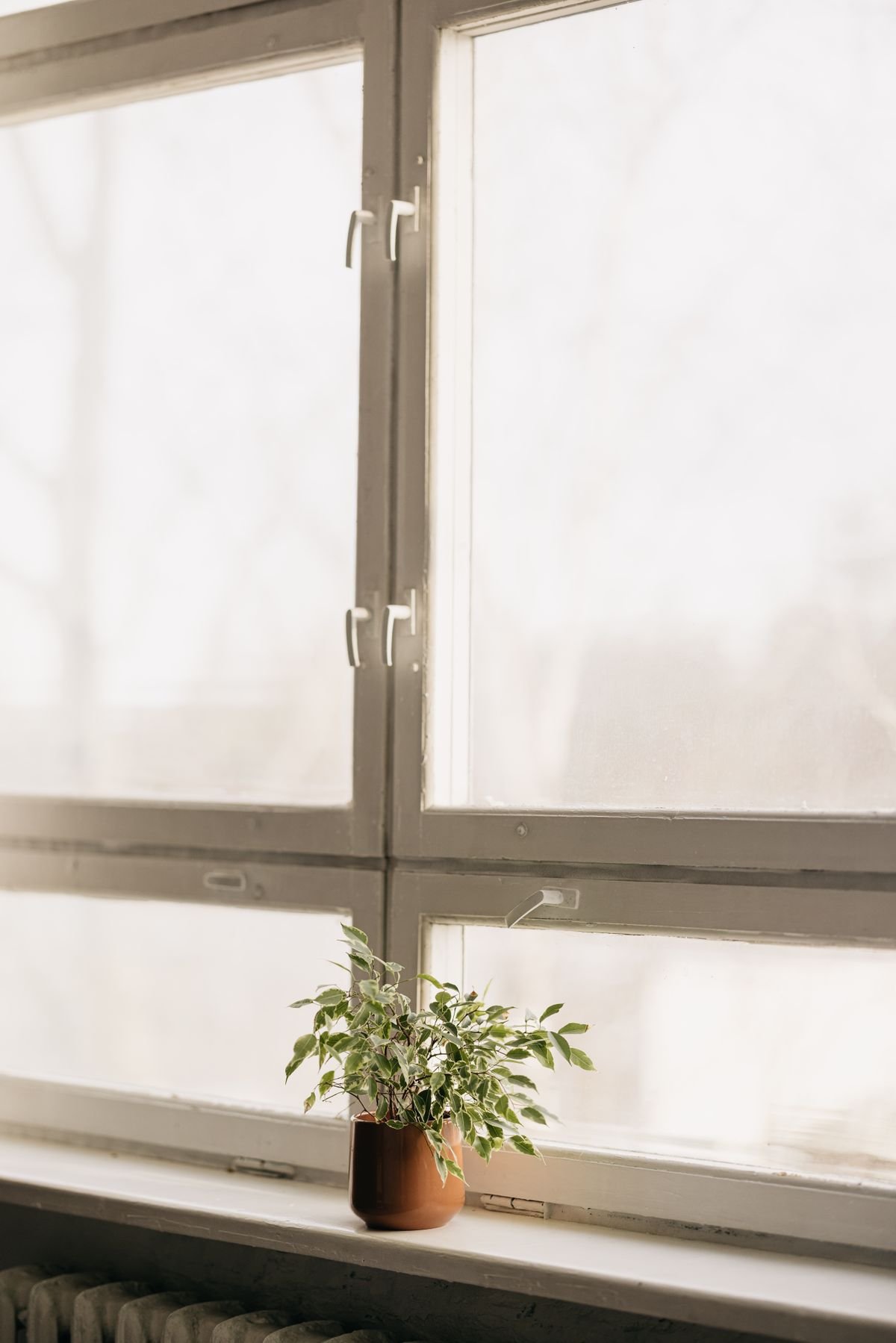 Compact green houseplant on a bright white windowsill receiving strong natural daylight