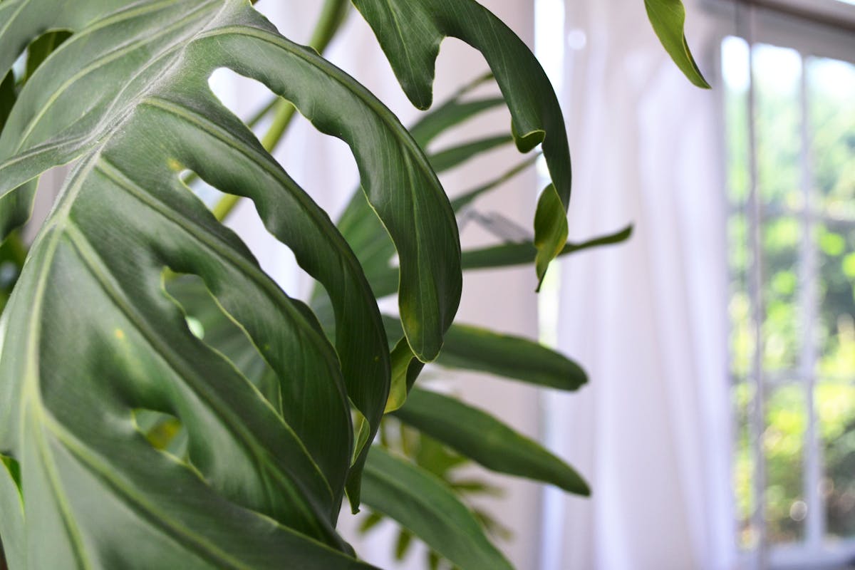 Tropical houseplant positioned in bright, diffused natural light near a window showing optimal indoor light conditions for understory plants