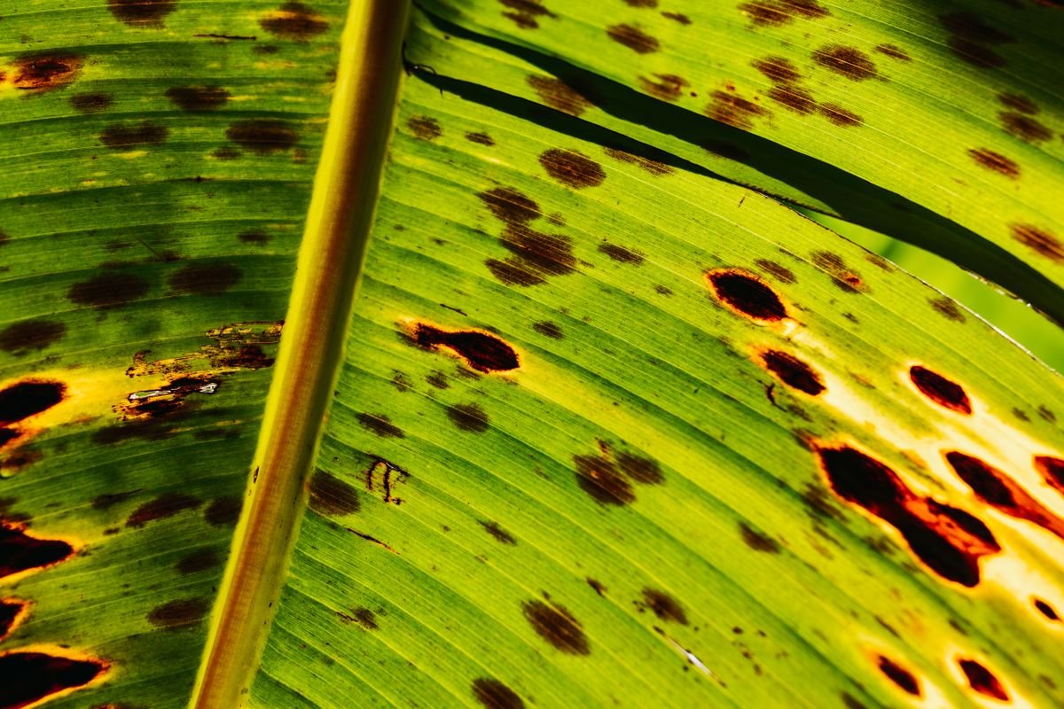 Close-up of a leaf with distinct brown necrotic spots — starting visual for peperomia leaf spot diagnosis