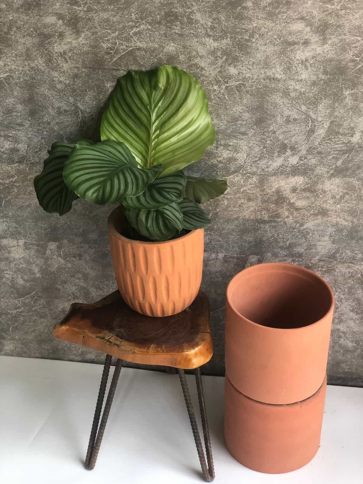 A lush green plant in a terracotta pot on a wooden stool