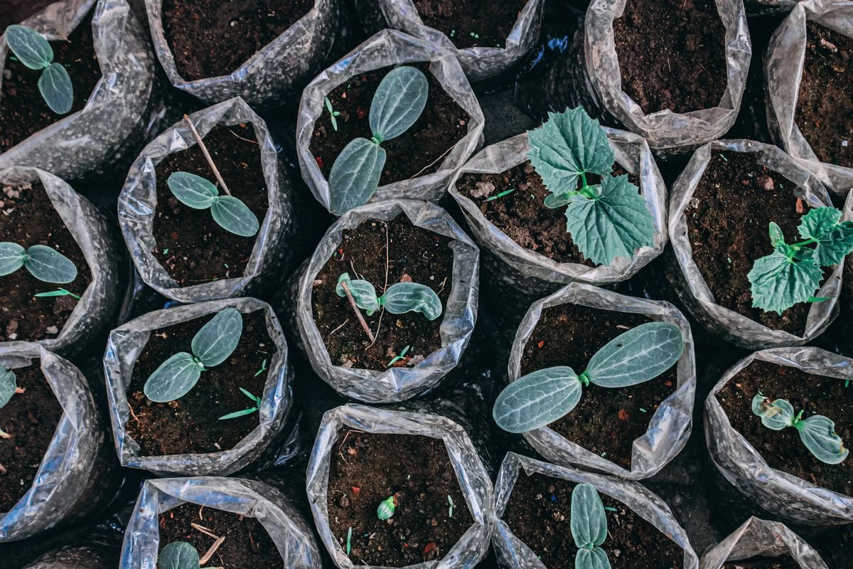 Young seedlings in plastic bags of soil — visual analogue for a peperomia humidity tent enclosure
