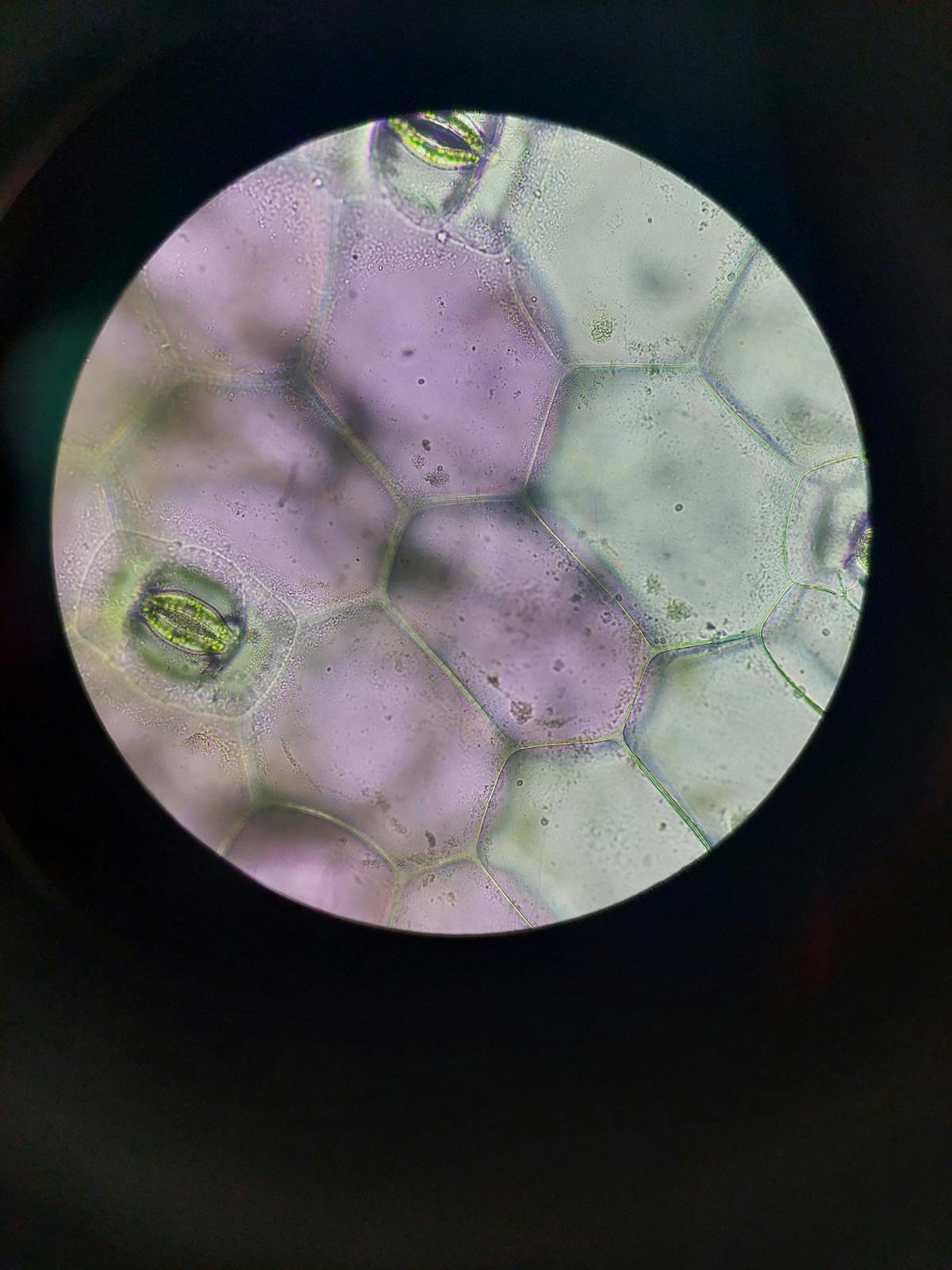 Macro view of plant cells and stomata under a microscope — the gas-exchange pores whose closure during low VPD triggers the hydraulic pressure spike