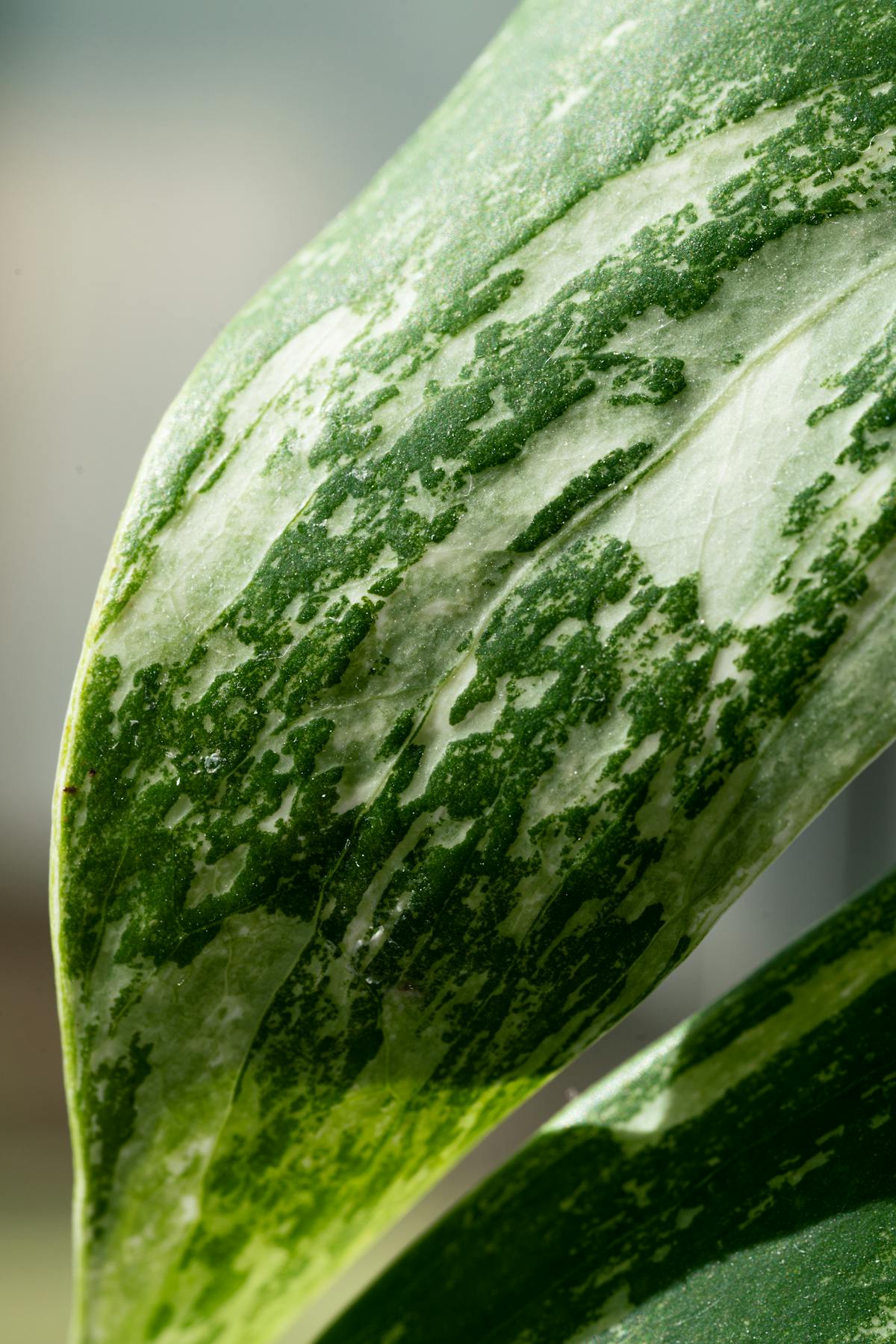 Variegated Leaf Cuttings: Will They Revert to Green?