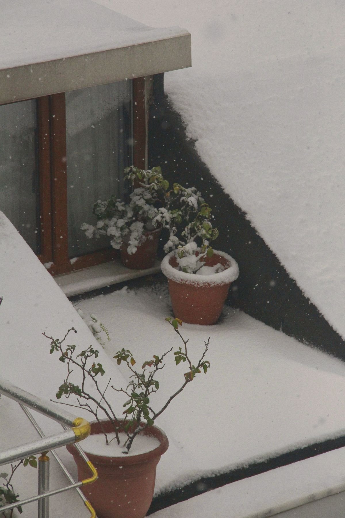 Terracotta potted plants on a snow-covered balcony, illustrating cold exposure risk for tropical houseplants