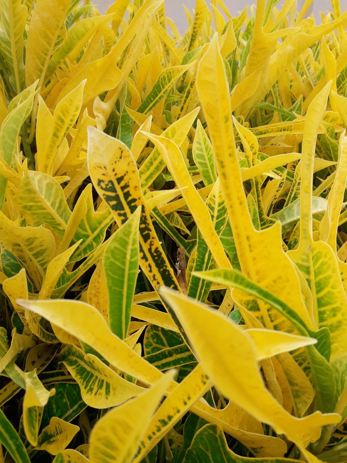 Close-up of vibrant yellow and green tropical leaves