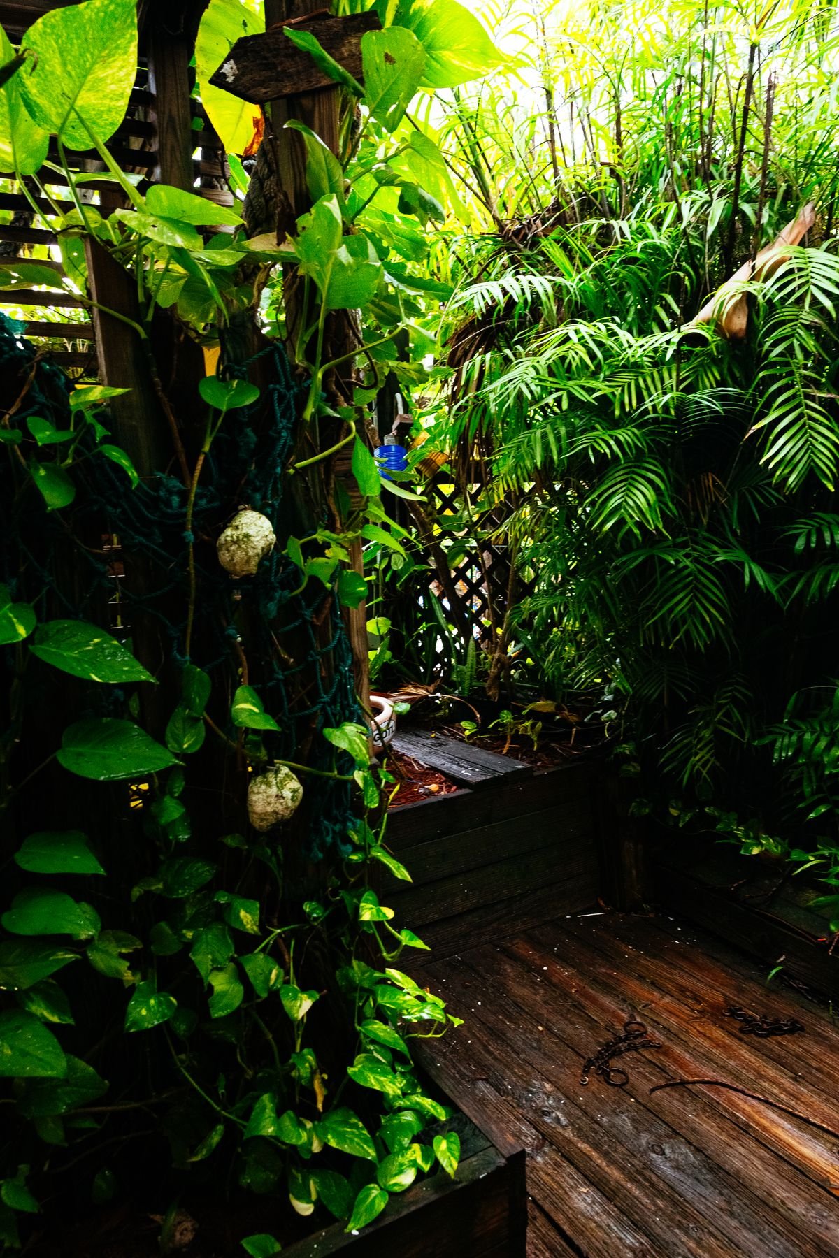 A lush tropical garden path in Miami, the type of Florida climate that matches Peperomia obtusifolia's native range