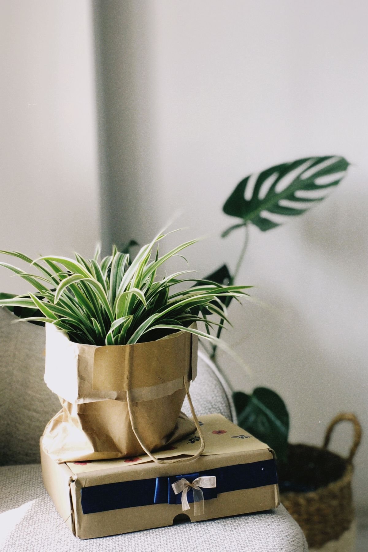 A potted plant wrapped in kraft paper as a gift, resting in a sunlit room