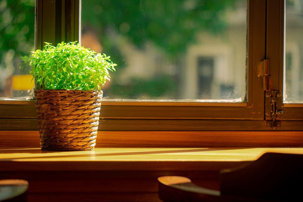 Best Window for Peperomia: Direction and Distance