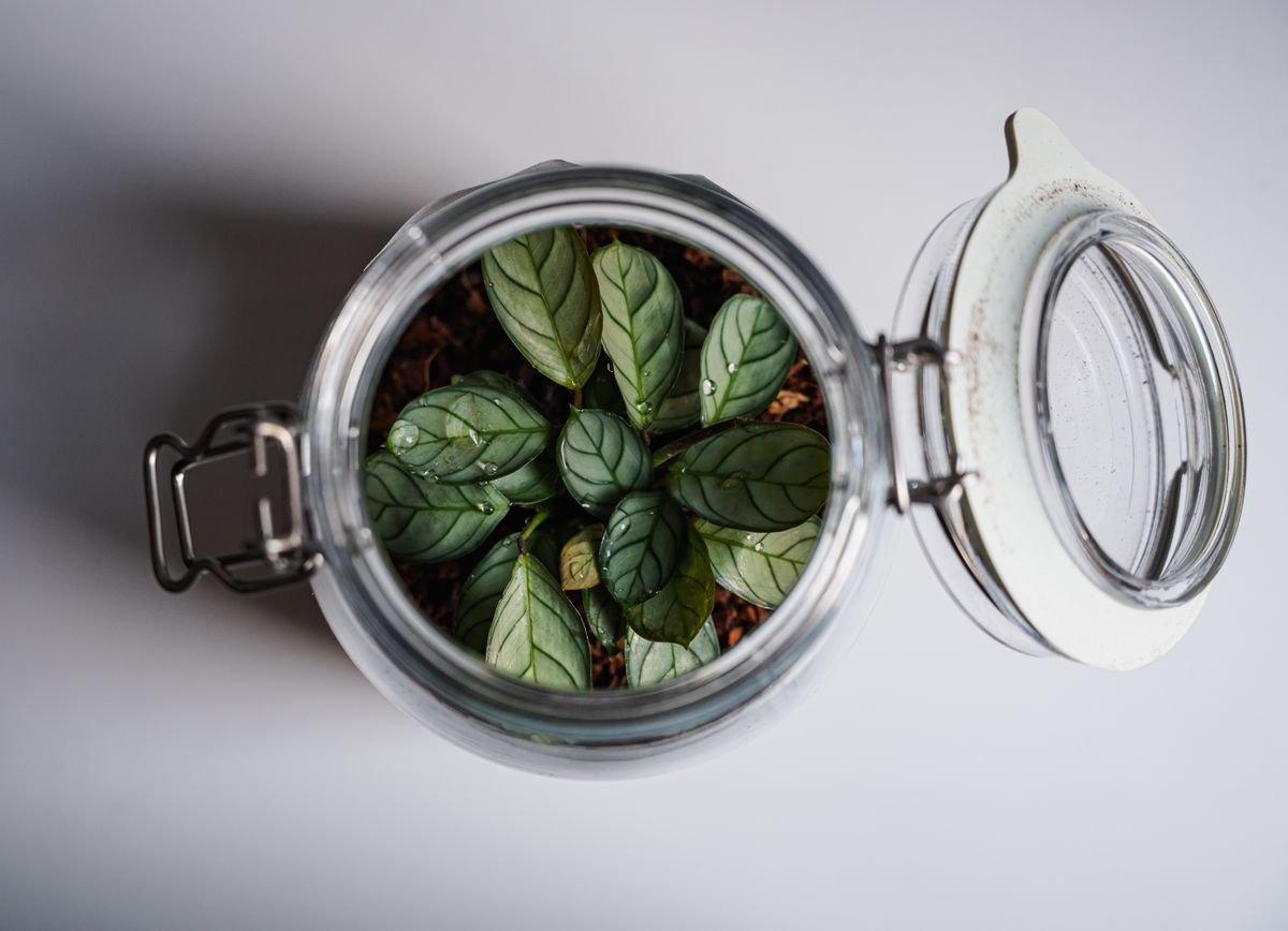 Grow Peperomia in a Terrarium: Open, Vented & Closed Setup