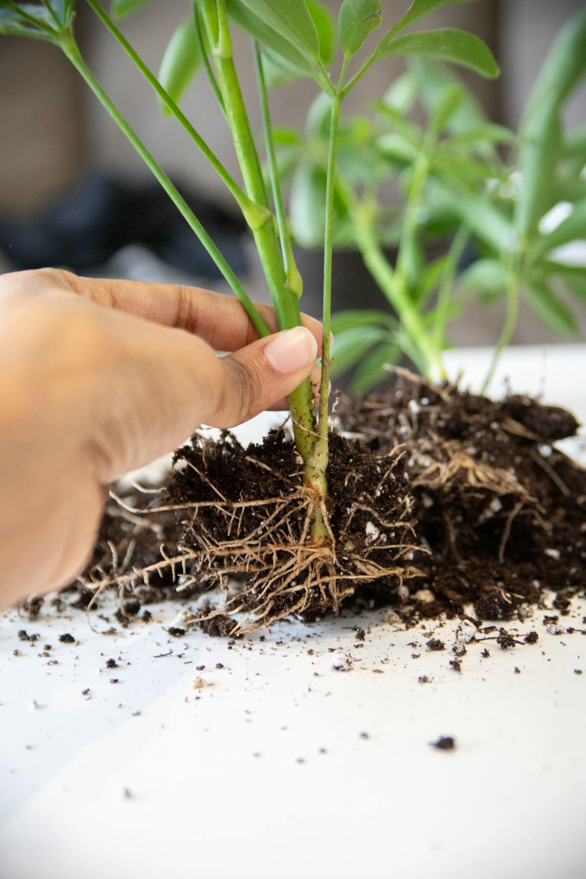 How to Save Rotted Peperomia Stem Cuttings: The Rescue Protocol