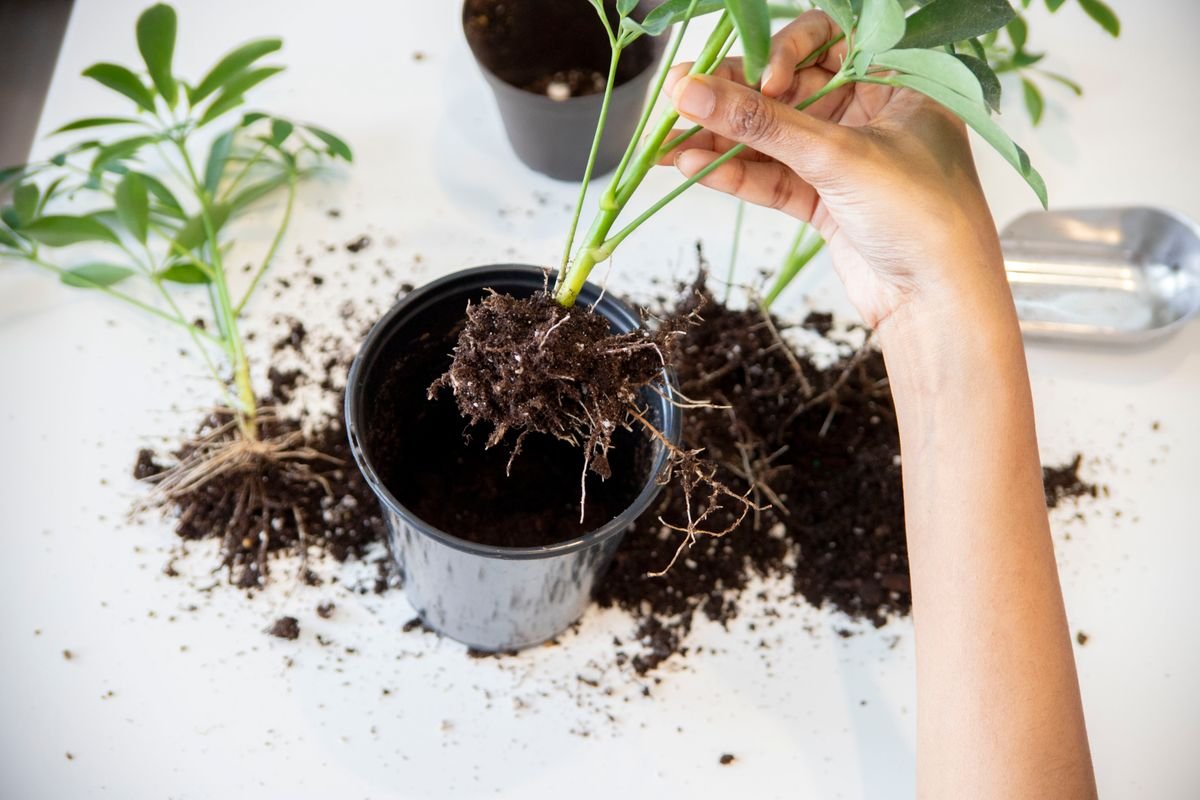 Gardener's hands repotting a plant with the root ball exposed for inspection