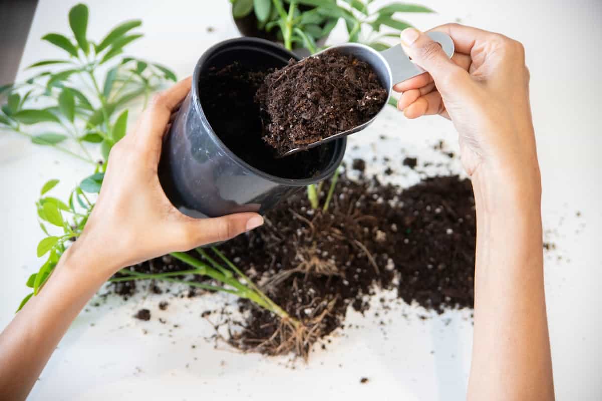 Hands potting a houseplant indoors, focusing on soil and gardening tools