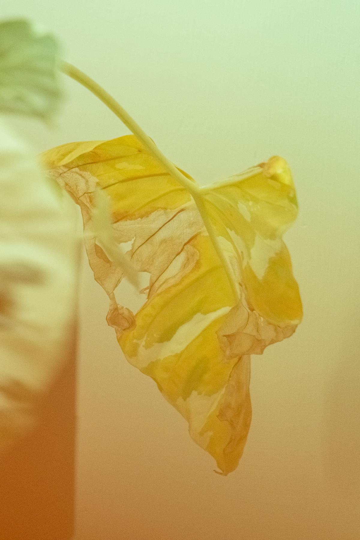 Close-up of a yellow leaf with torn detachment edges — the visual signature of ethylene-driven abscission from anoxic roots