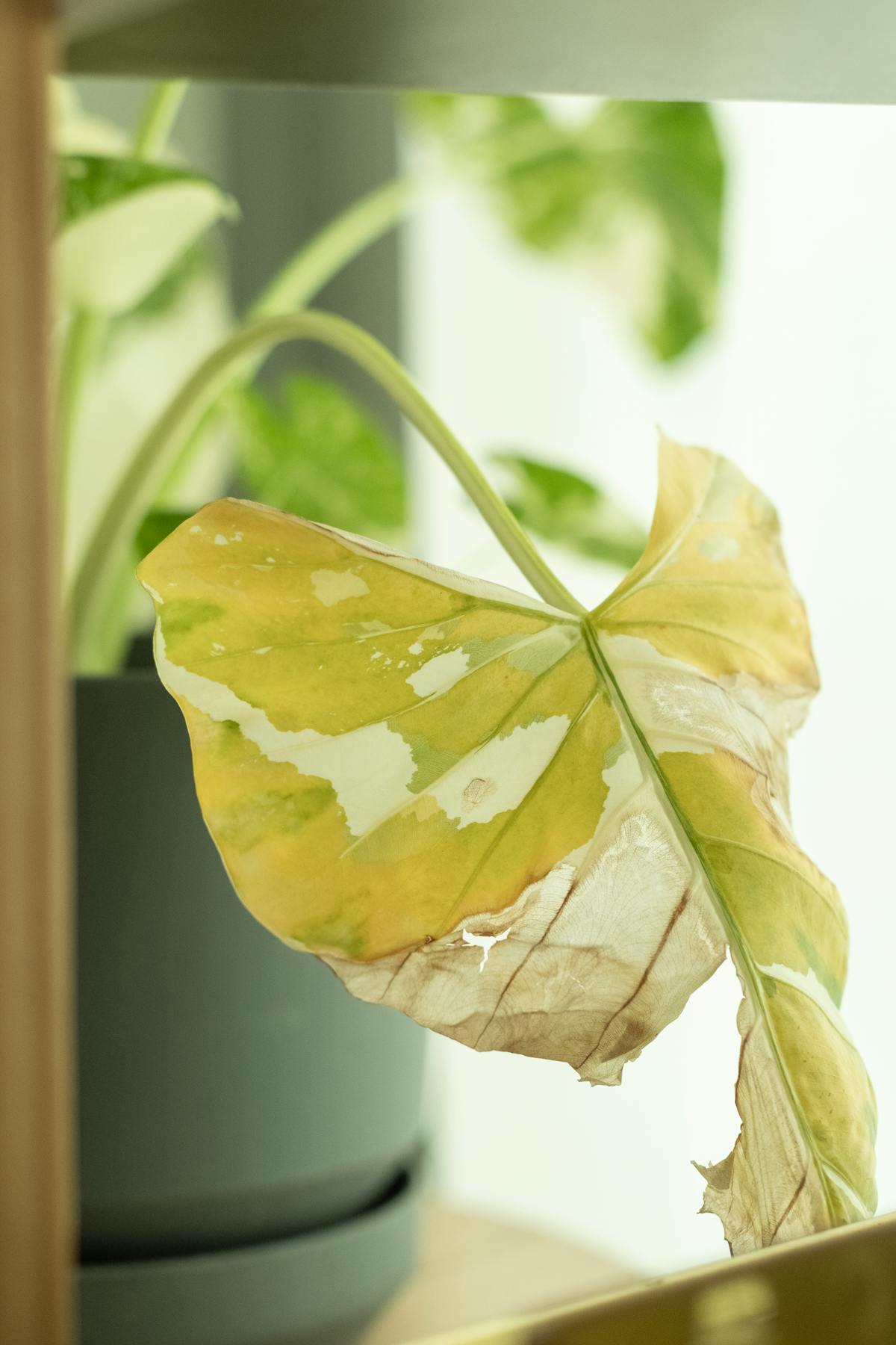 Macro view of a drying leaf detaching at the base — the visible outcome of the abscission process in a Peperomia obtusifolia