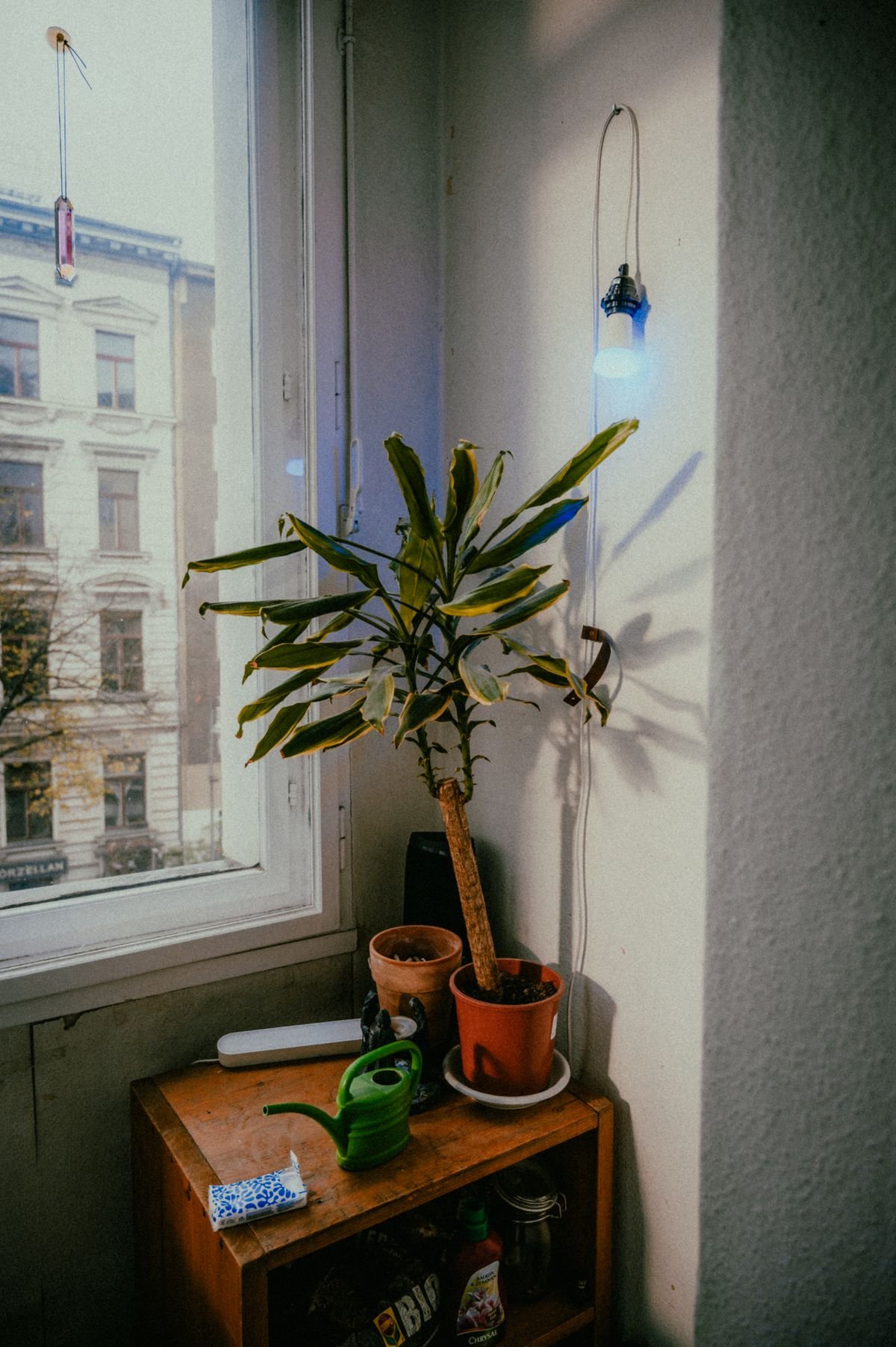 A potted plant on a windowsill, the light condition most often behind a leaning or falling-over Peperomia
