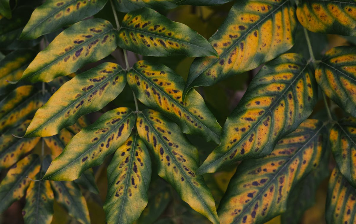 Detailed view of spotted yellow leaves with green highlights on a plant