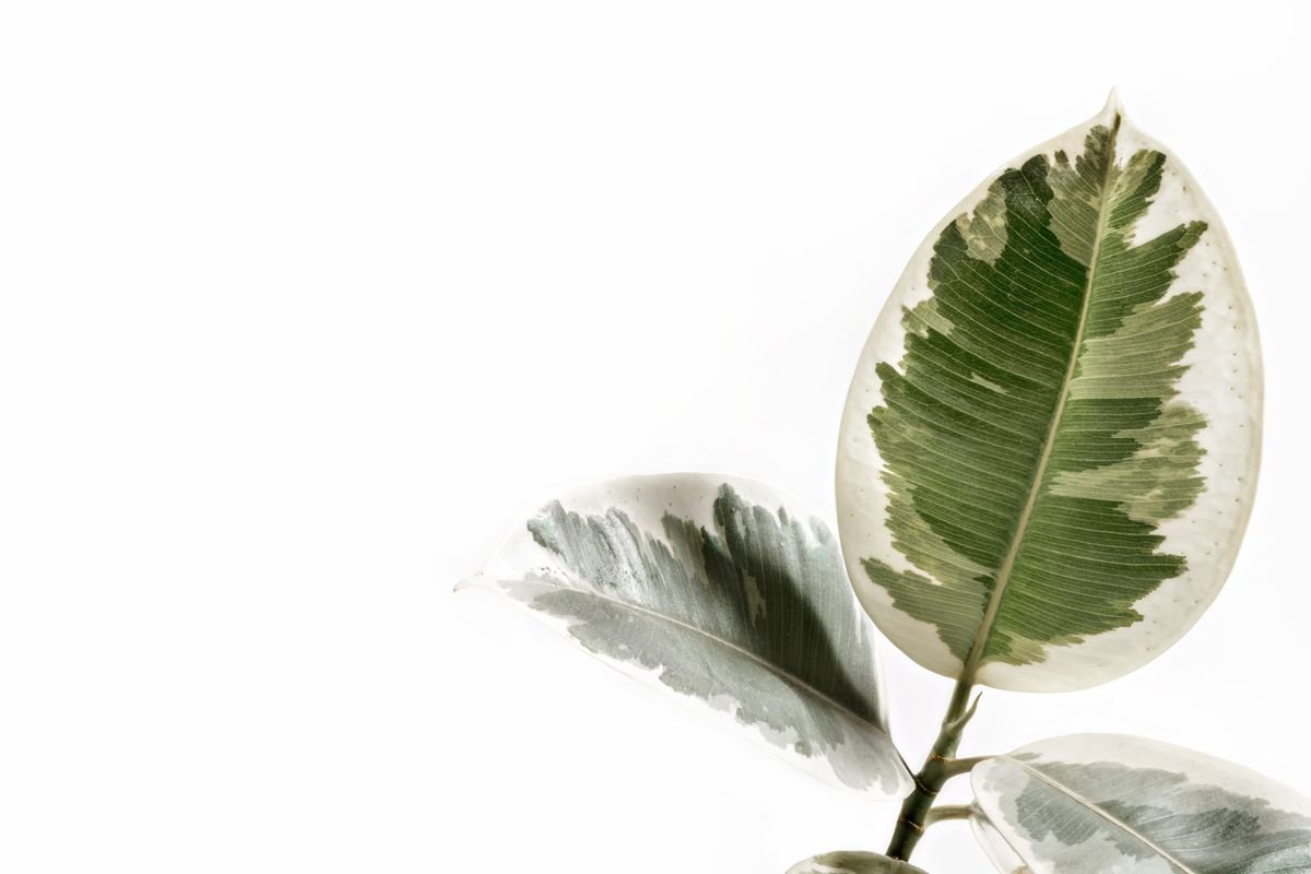 Propagate Variegated Peperomia from Leaves: 95% Fail