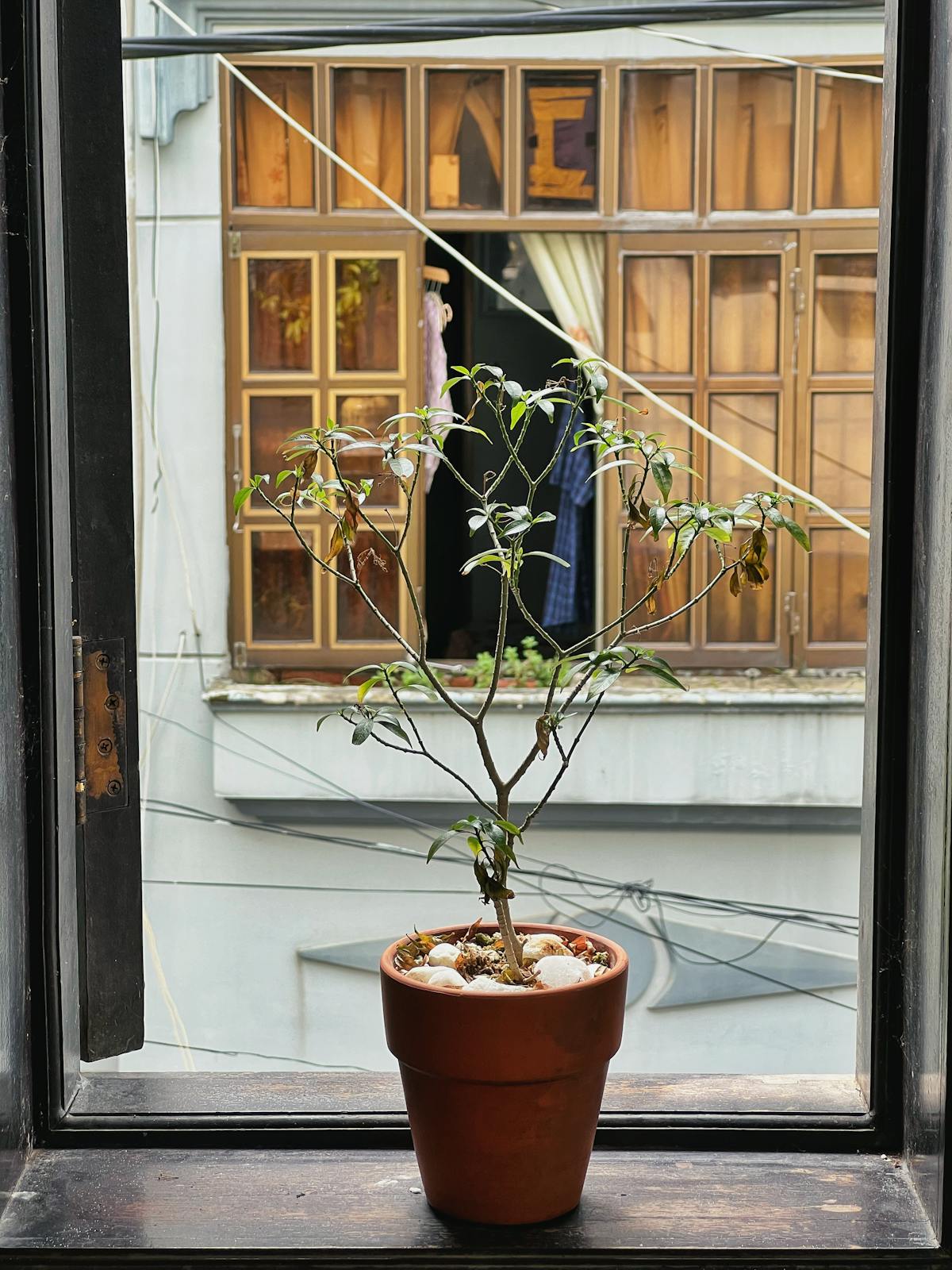 A potted plant sits on a windowsill representing the common struggle with phototropism