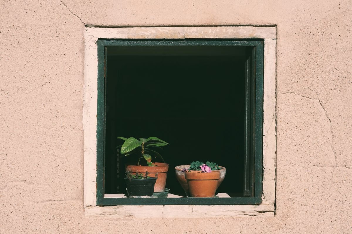 Potted houseplants arranged on a sunlit windowsill, illustrating stems oriented toward a light source