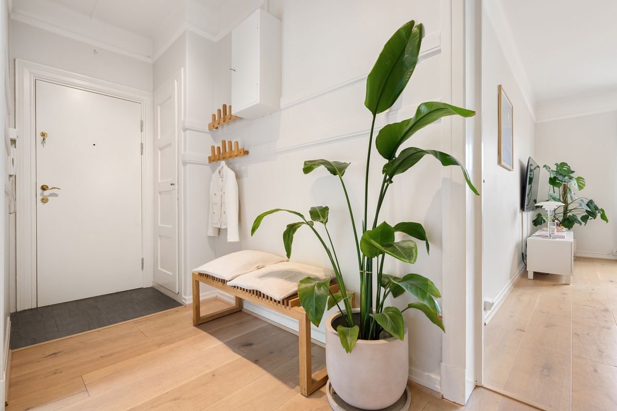 Houseplant in a bright entryway hallway, a traditional feng shui placement that still needs checking against the plant's light minimum