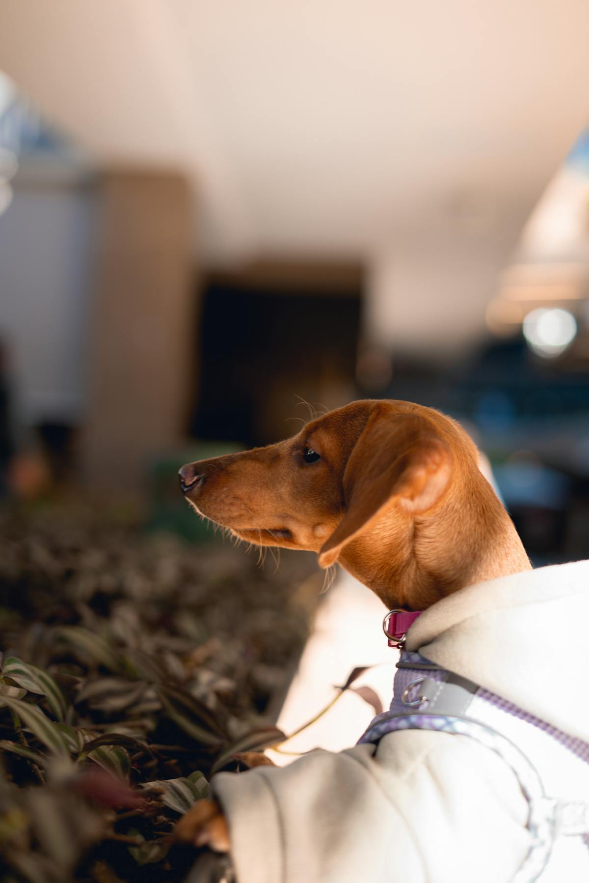 Is Peperomia obtusifolia Toxic to Dogs? A Complete Safety Guide