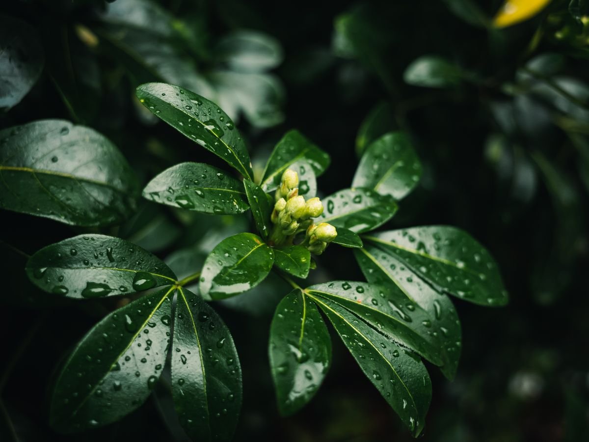 Dew drops on lush green leaves — the wet film that lets peperomia leaf spot pathogens germinate and splash-spread