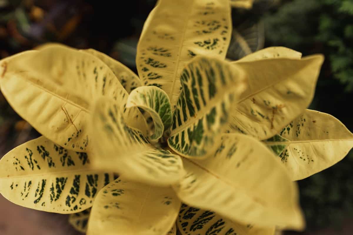 Detailed view of vibrant yellow tropical plant leaves