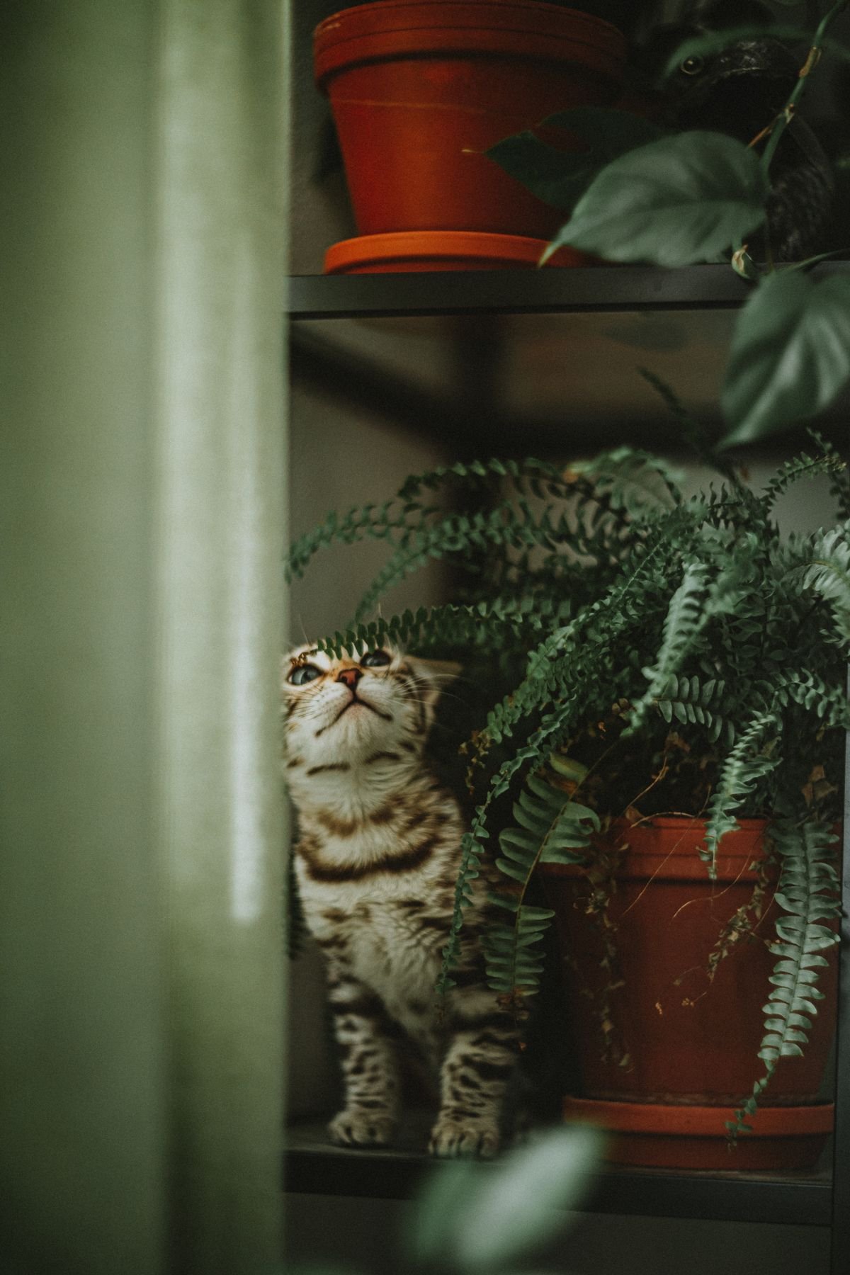 A tabby cat exploring indoor plants on a shelf