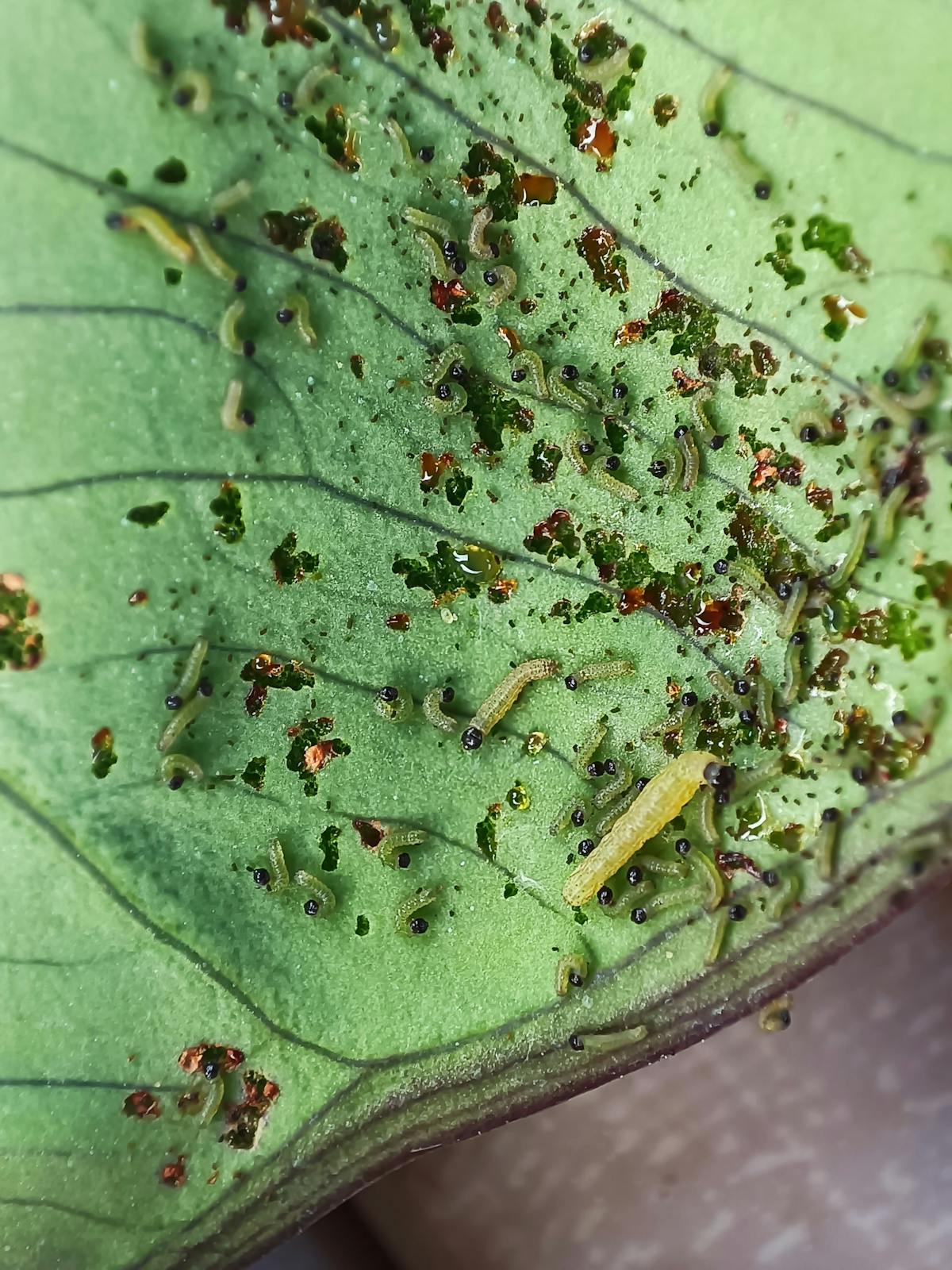 Mealybugs on Peperomia: Identification, Biology & Treatment