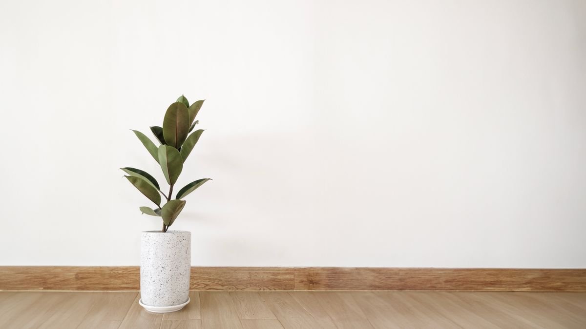 Potted Ficus elastica against a wooden floor — true rubber tree scale, not a baby Peperomia