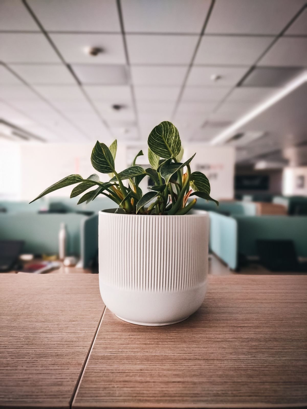 A Peperomia obtusifolia in a ribbed white pot on a wooden desk in a modern office setting