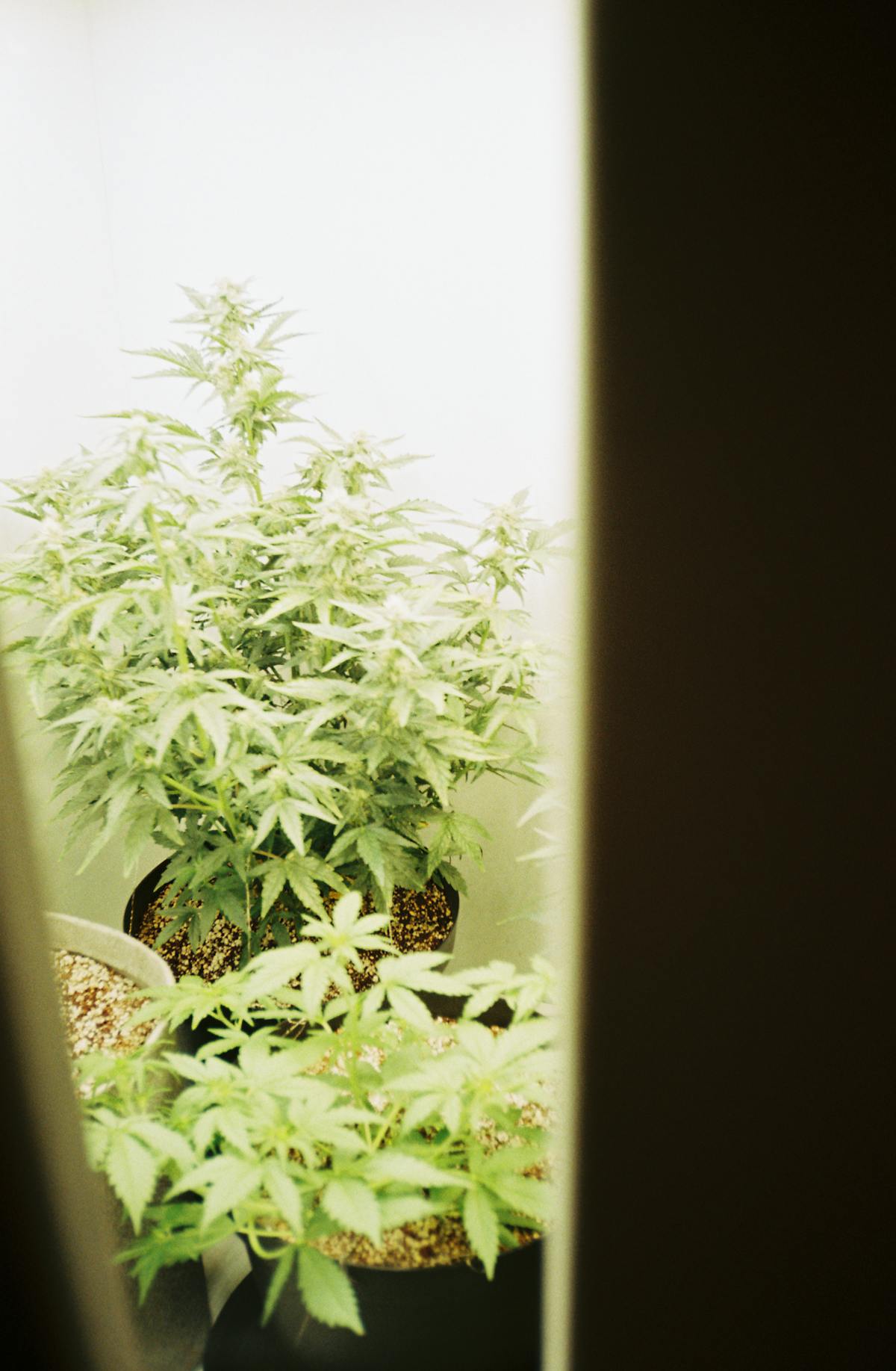 Cannabis plants growing indoors with sunlight exposure