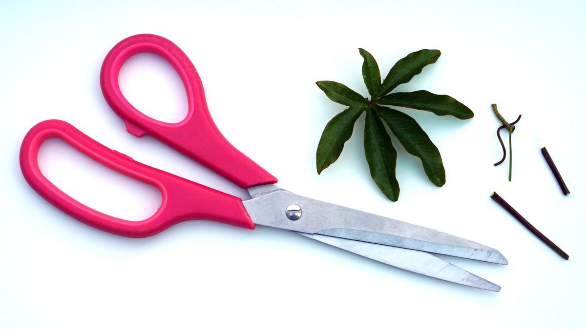 Pink-handled scissors beside green leaves, representing the sterile tools needed for repeated clearance cuts