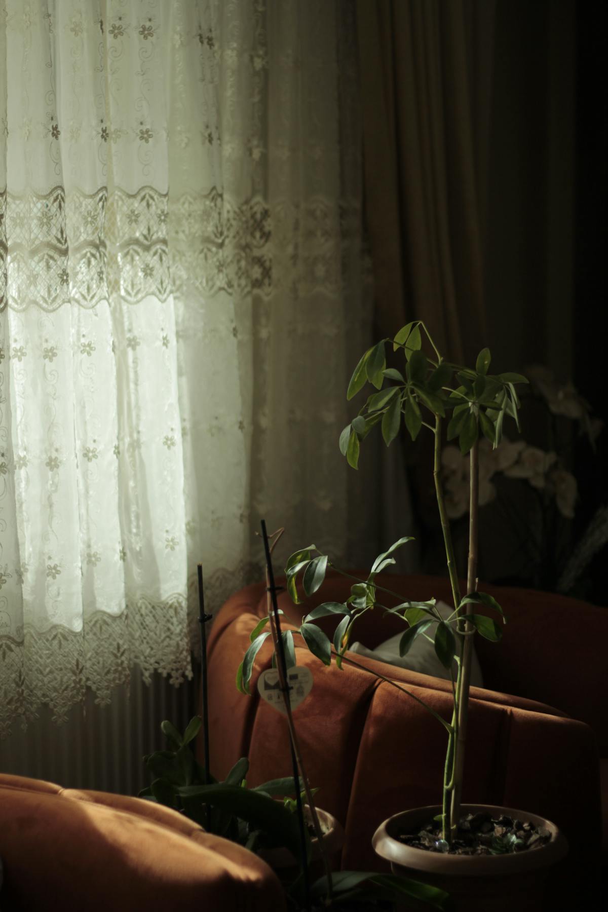 Inviting living room scene with curtains and plants