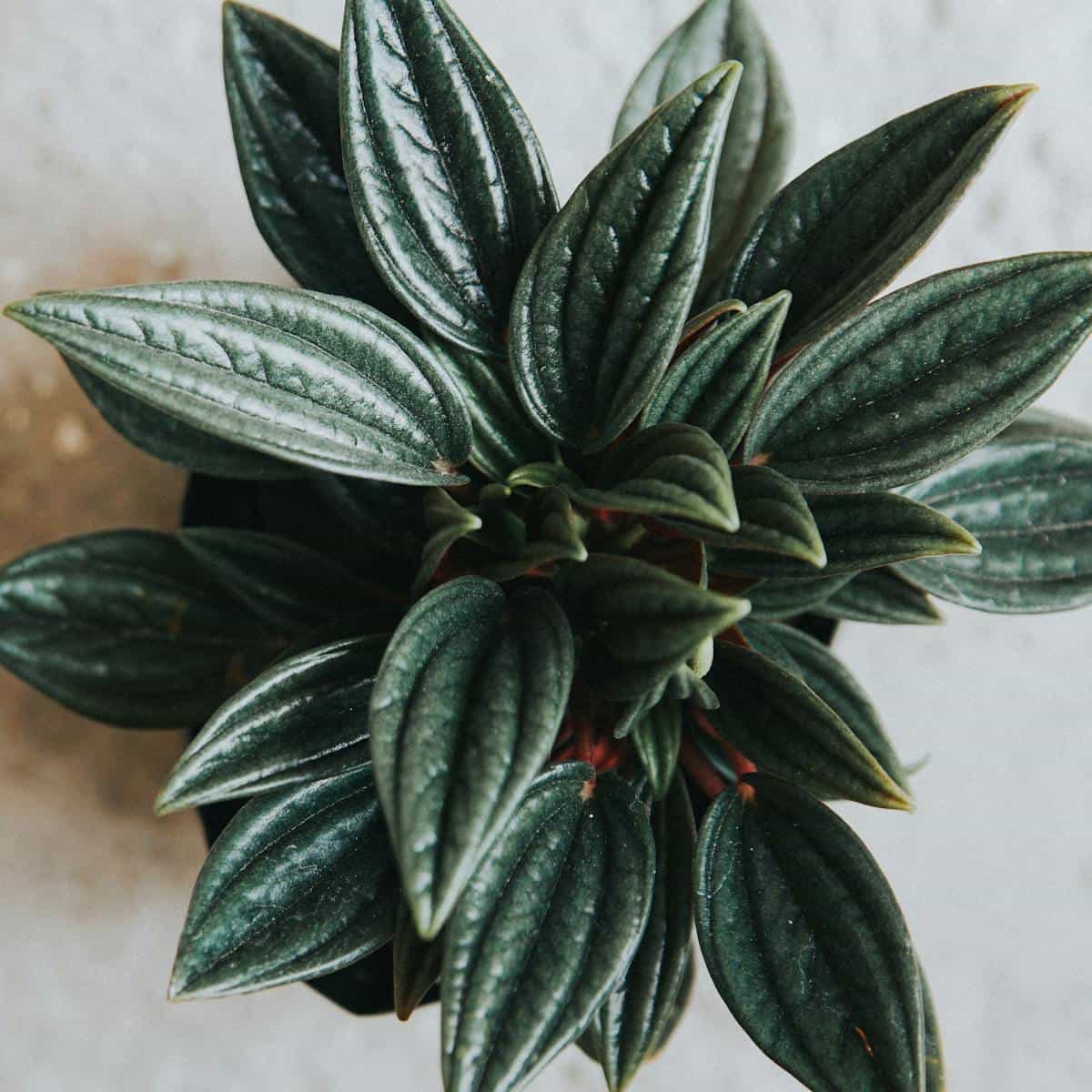 Peperomia Leaves Curling Downward: The Claw, the Dome, the Drought Roll