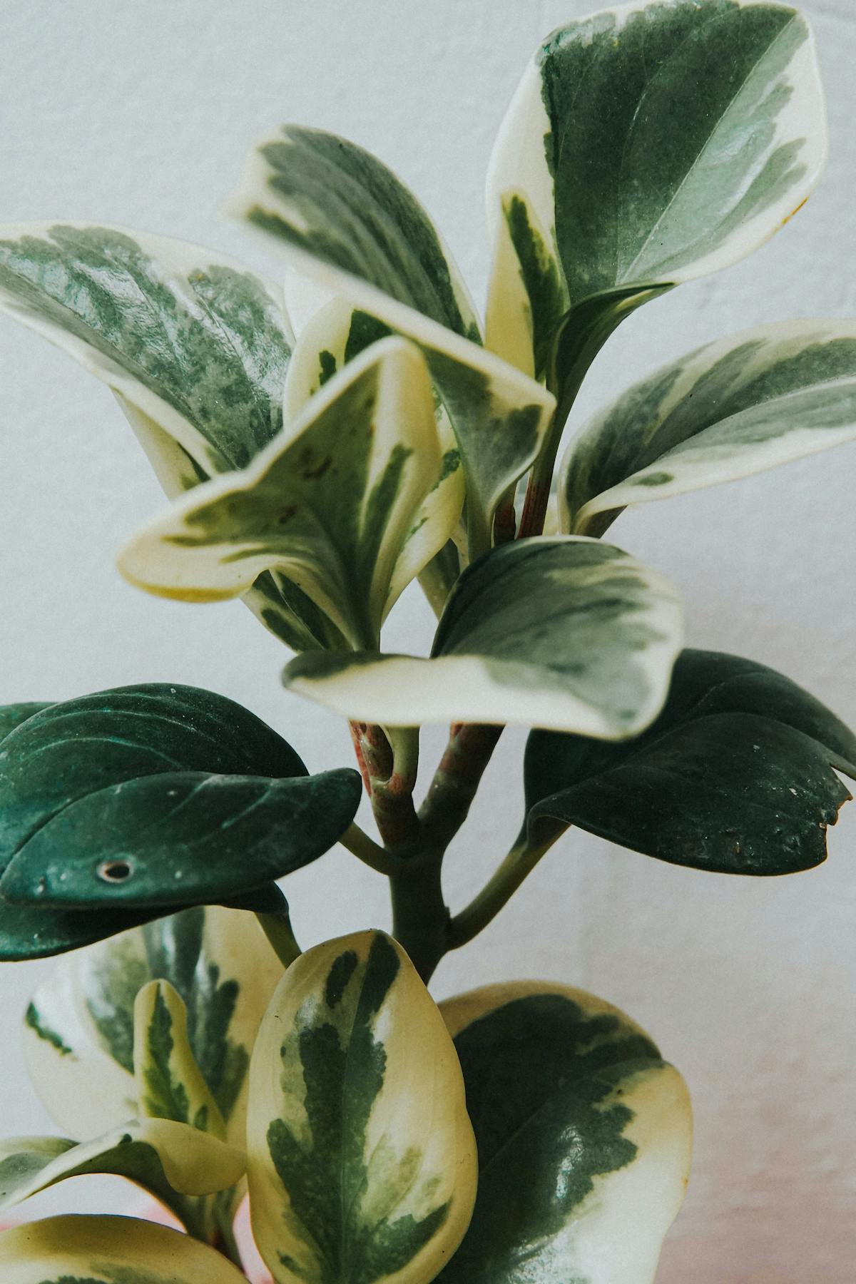 Peperomia Care Apps: An Accuracy Review for the Modern Grower