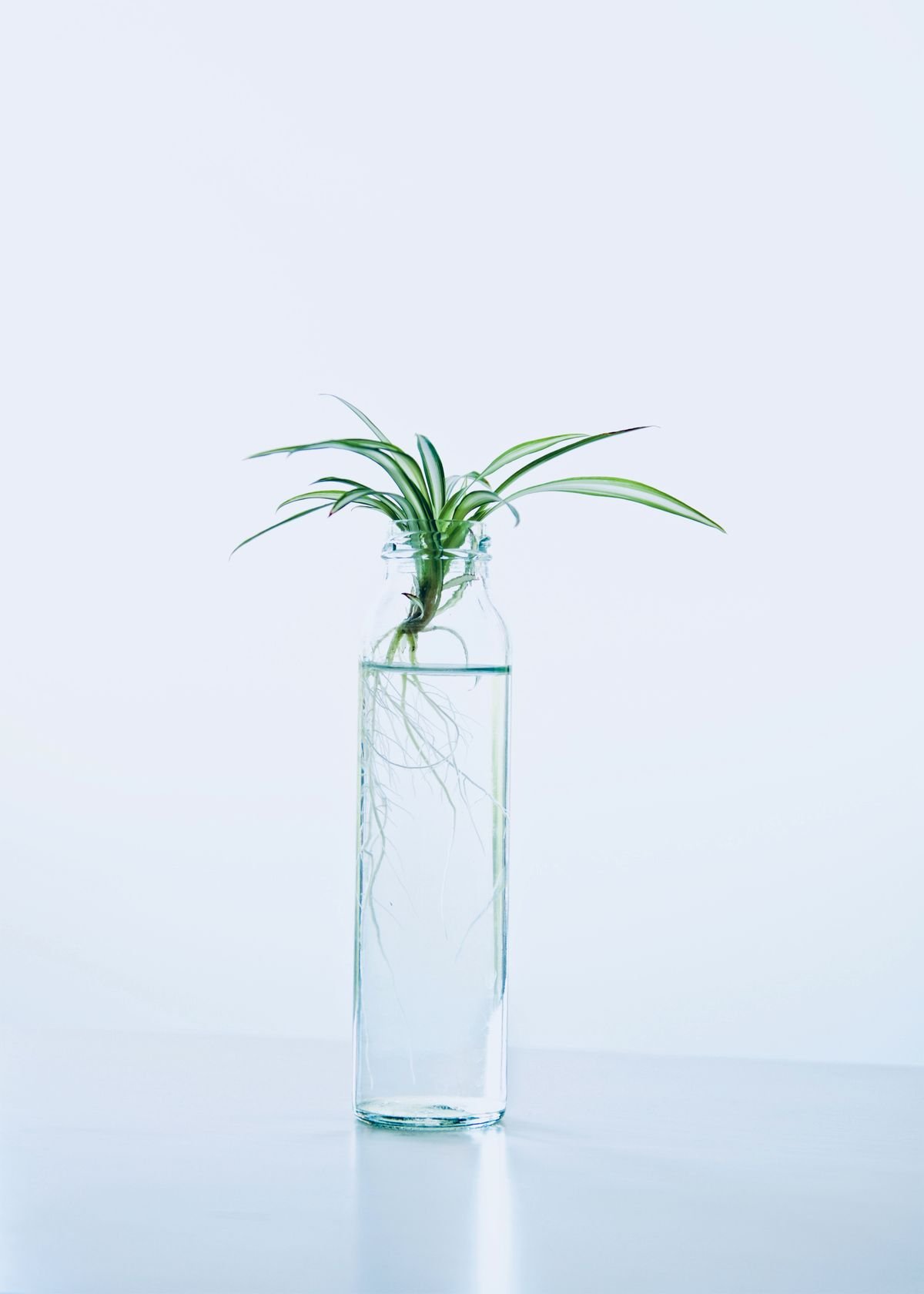 A plant growing in a clear glass vase filled with water, showing developed roots
