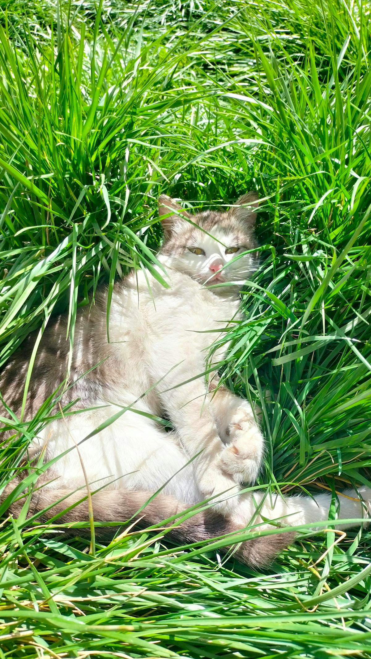 A tabby cat peacefully lying in lush green grass under sunlight