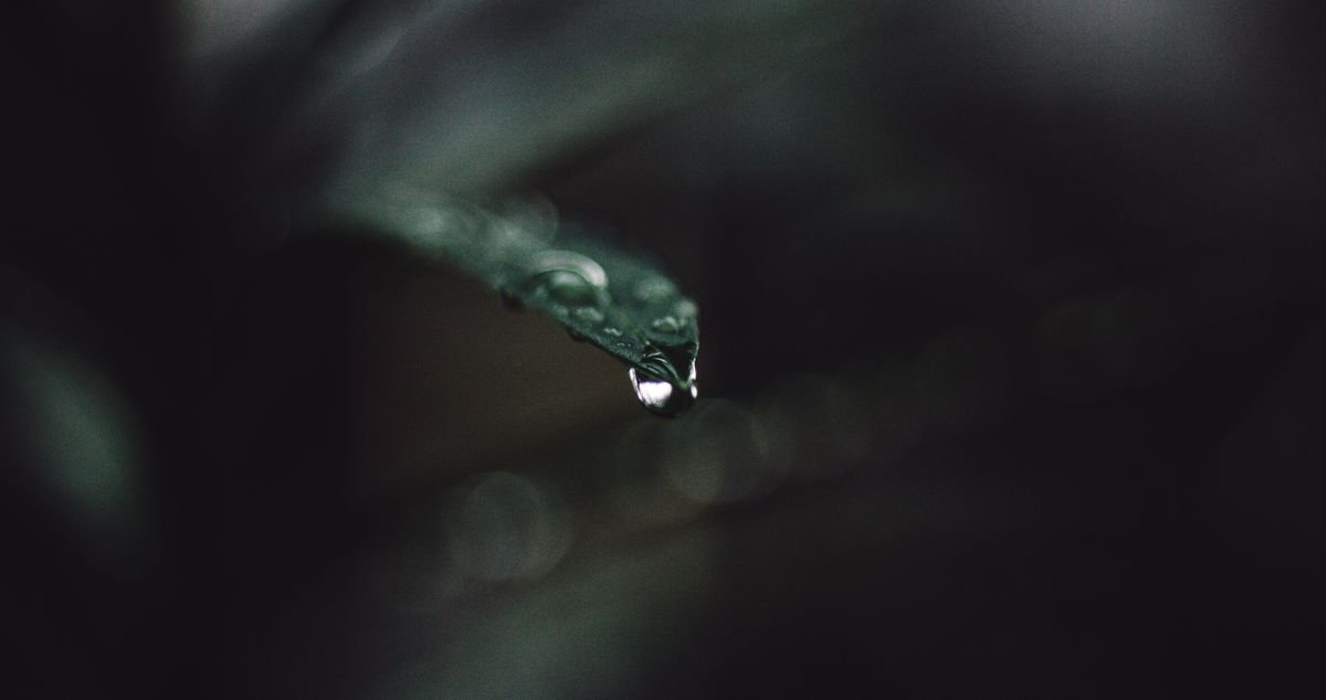 A single water droplet resting on the tip of a leaf