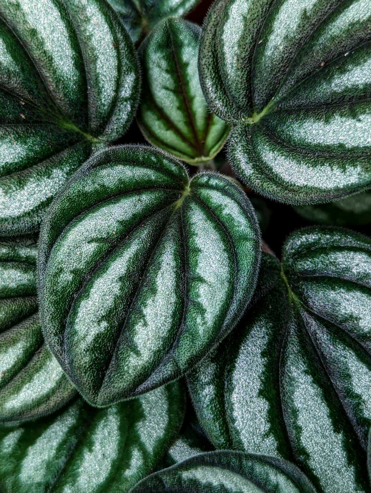 Close-up of healthy Peperomia obtusifolia leaves showing the flat, glossy, heart-shaped form that curling departs from