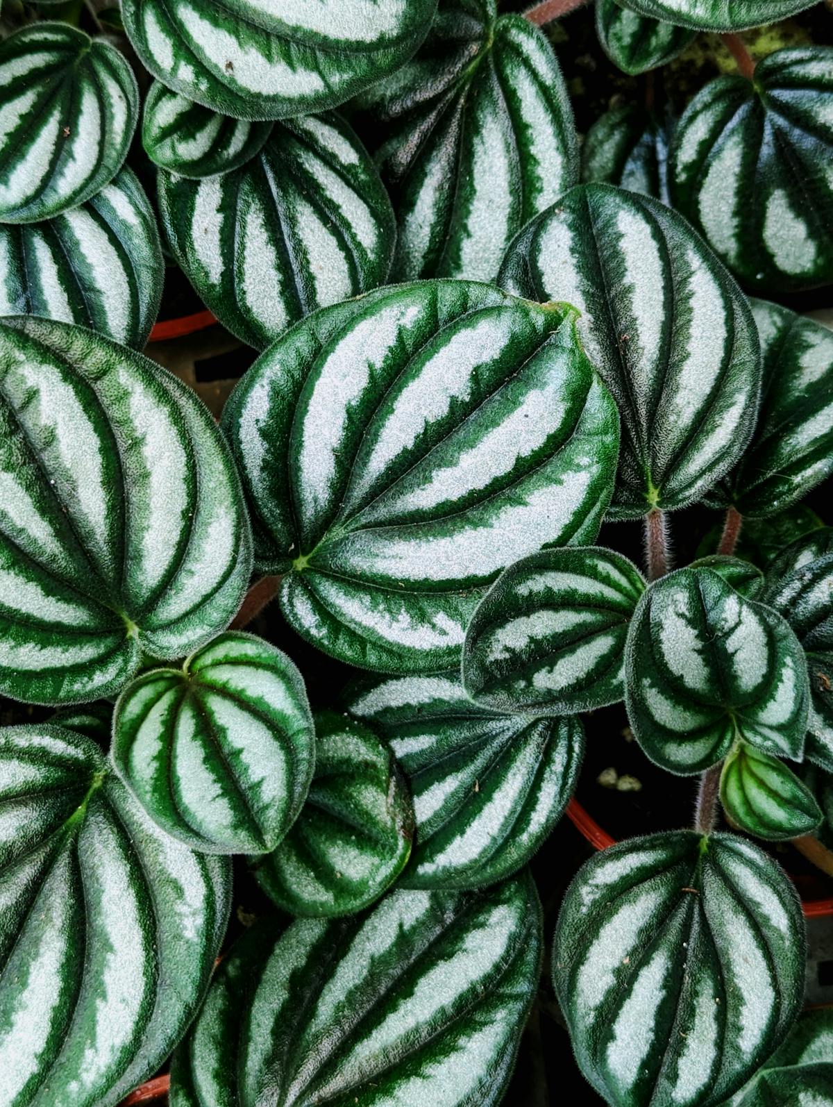 Top view of green and white Peperomia obtusifolia leaves — the natural patterning that white-spot diagnosis must distinguish from pests and disease